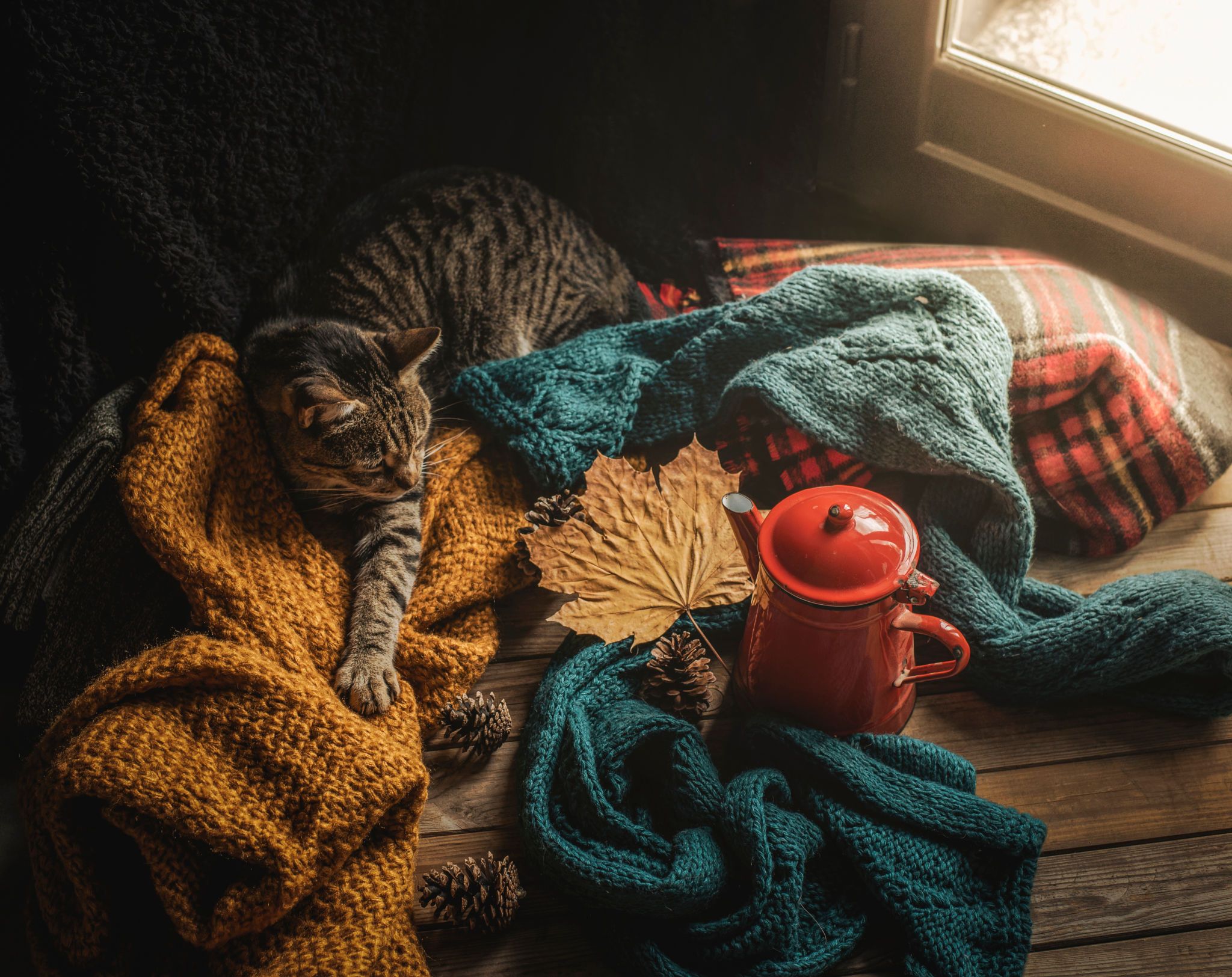 cozy cat