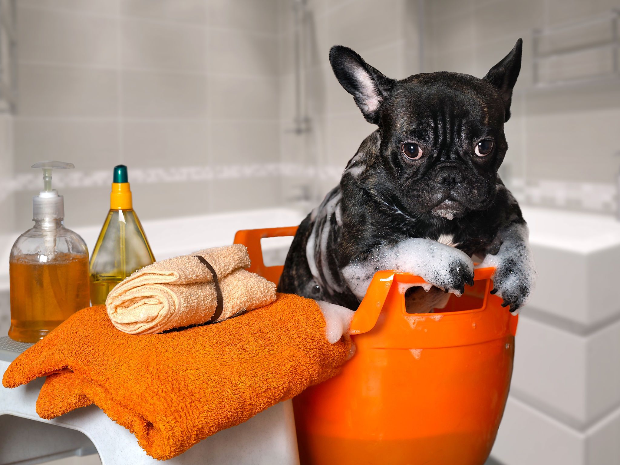 french bulldog grooming