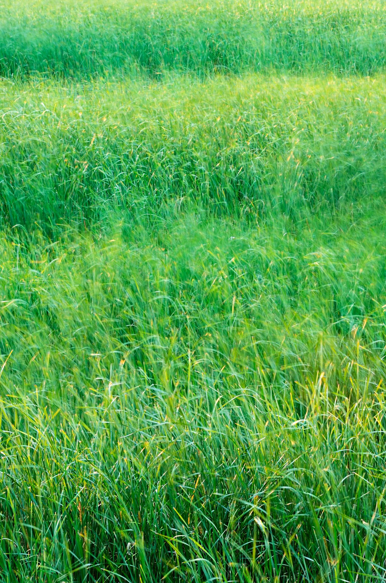 buffalograss field