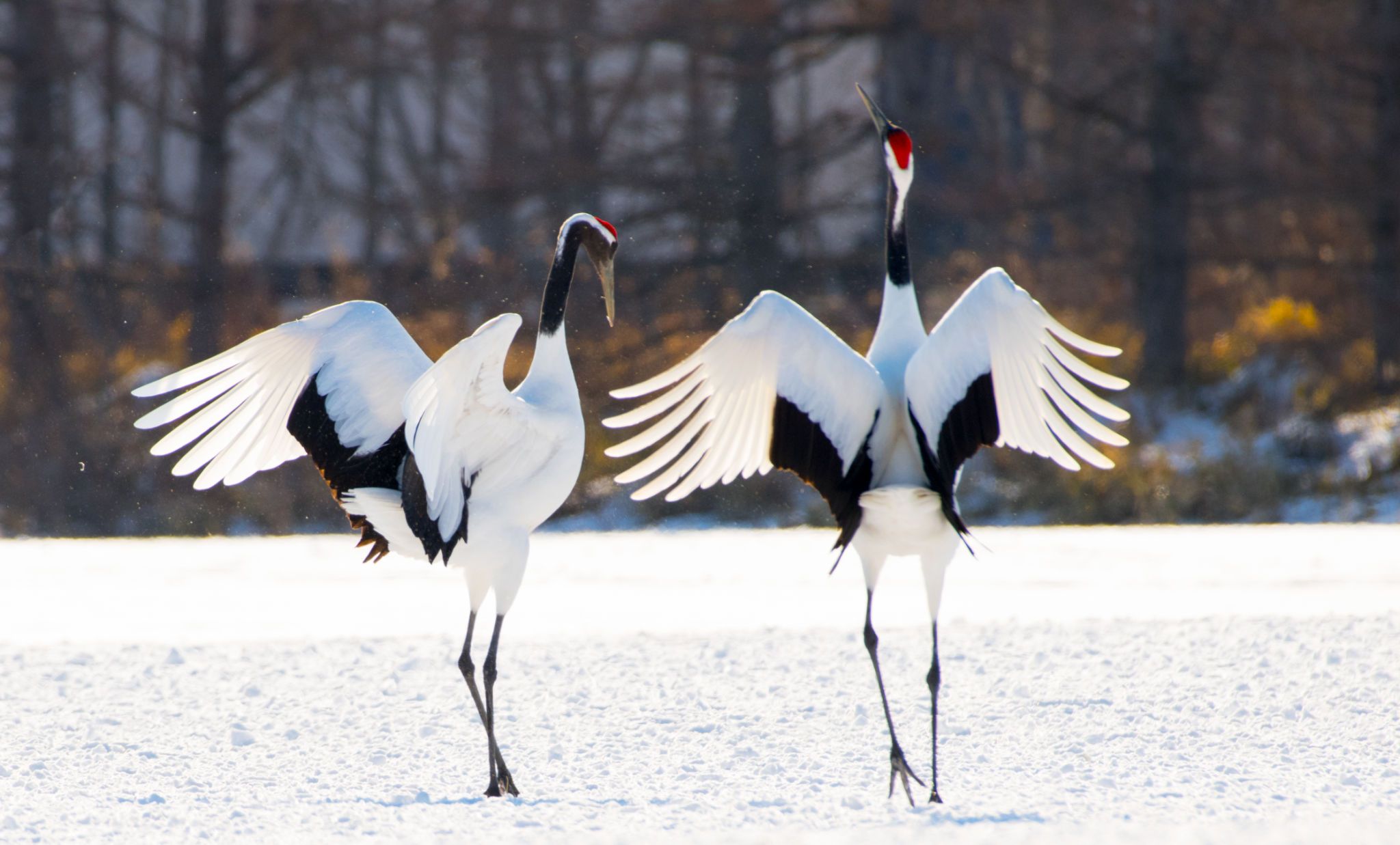 crane winter