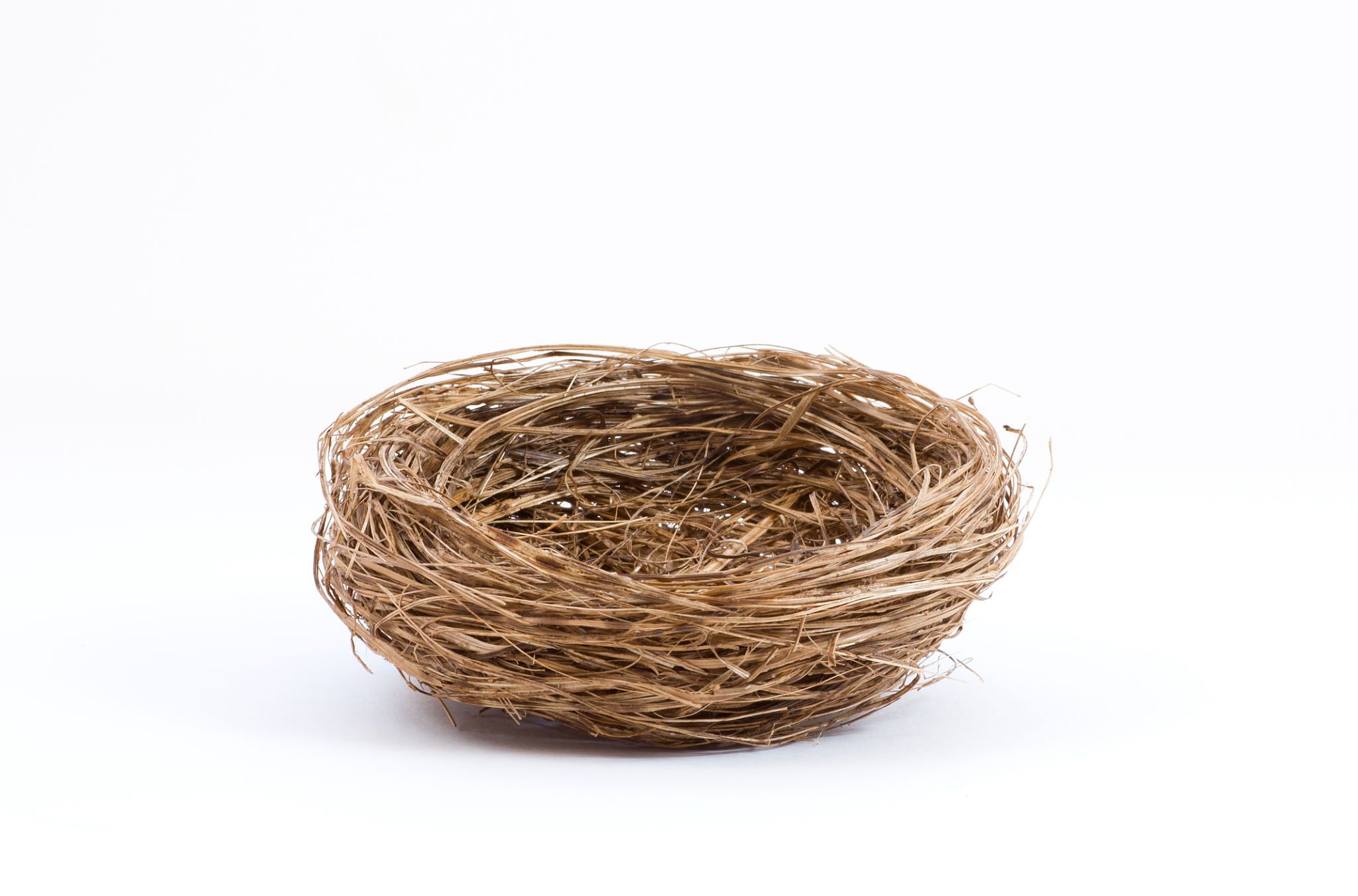 bird nest