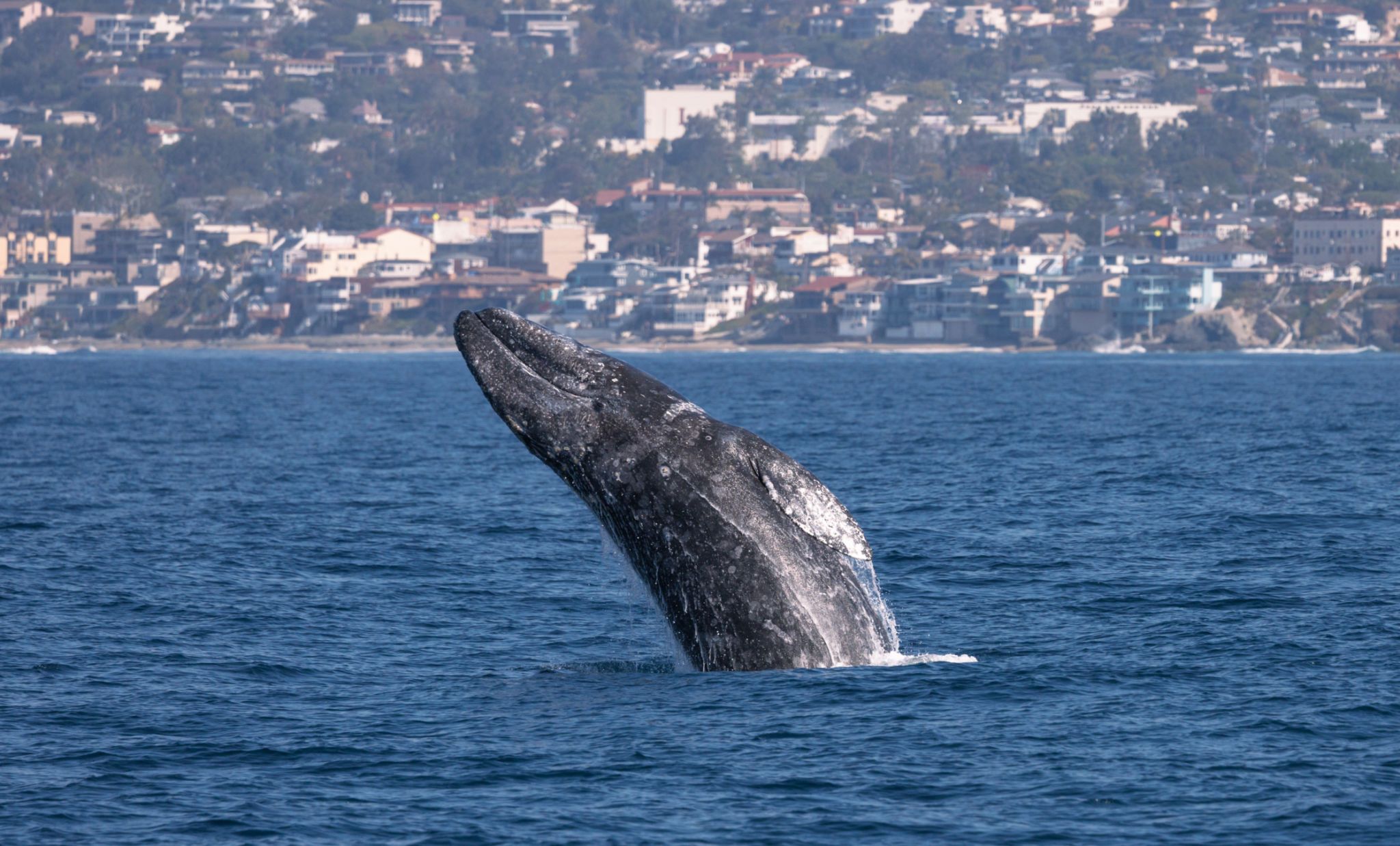 dana point whales