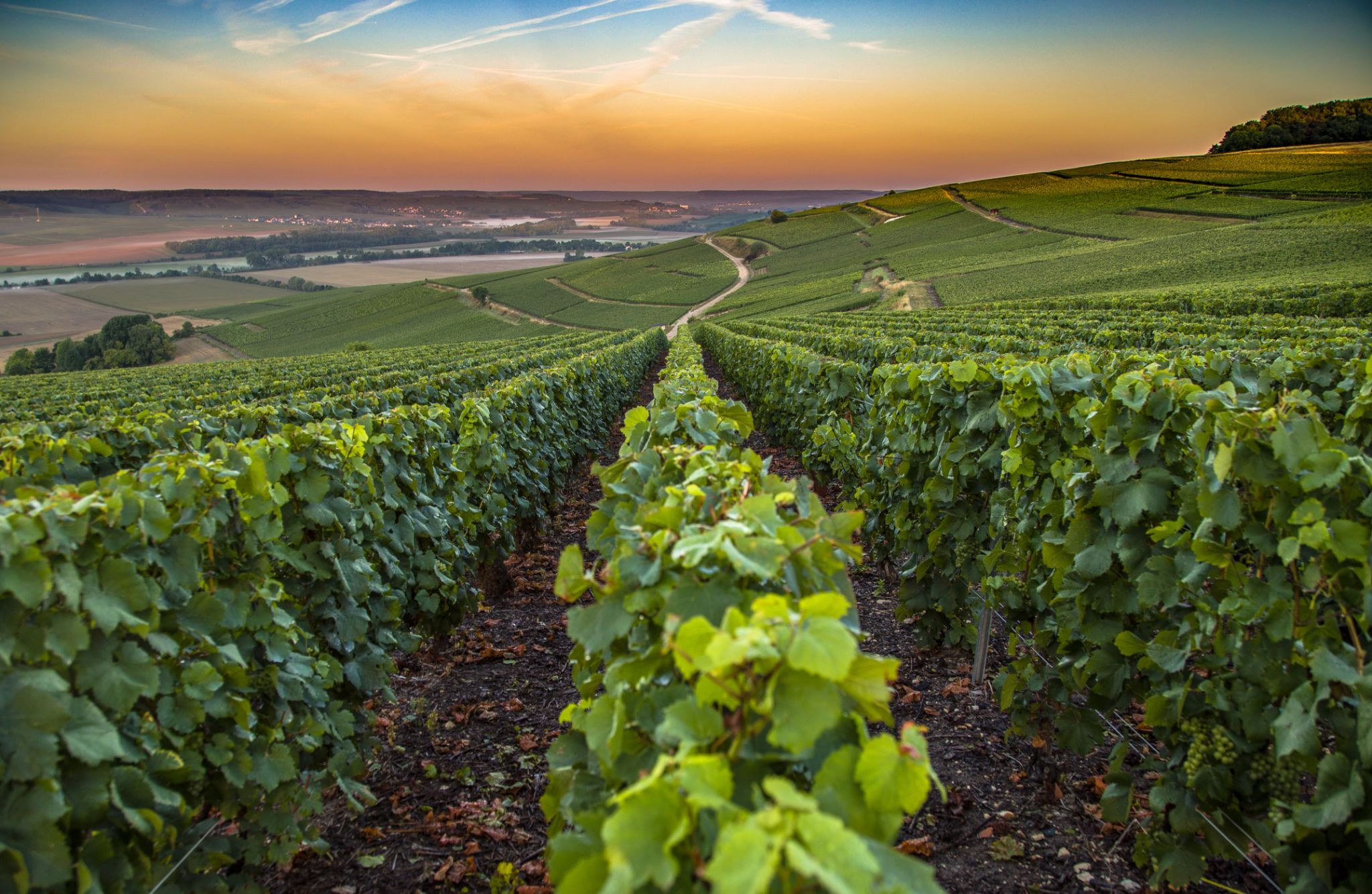 vineyard france