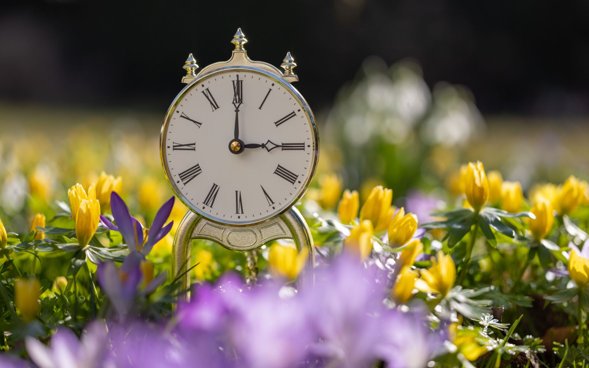 backyard transformation