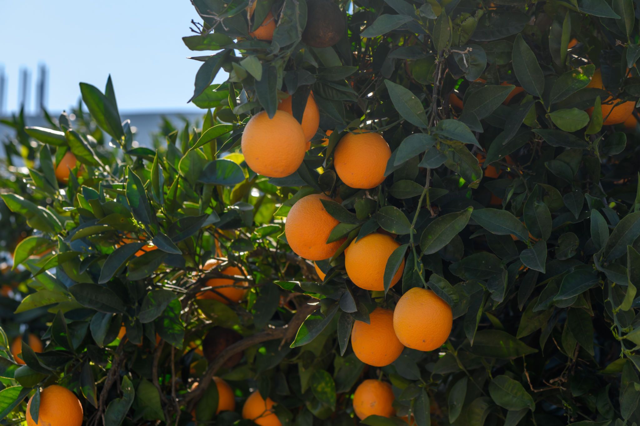 artificial intelligence florida