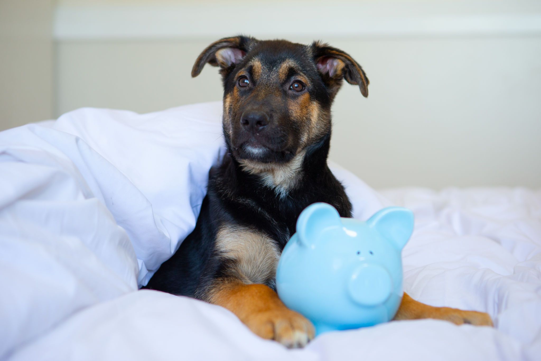 puppy expenses