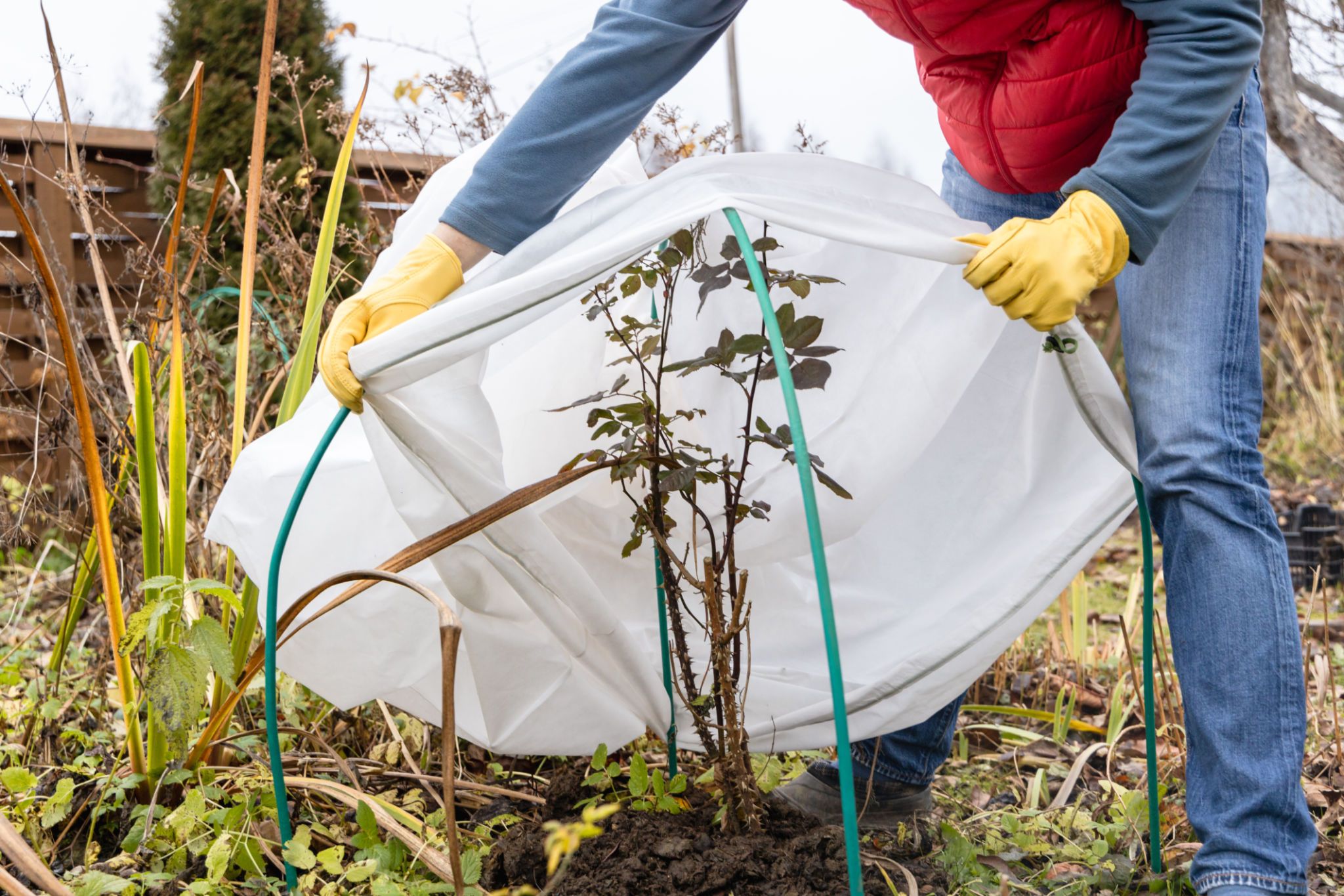 winter garden preparation