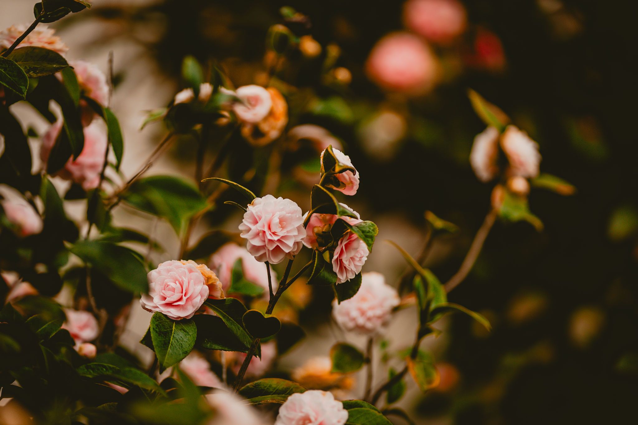 Guía Completa de Hechizos de Amor: Descubre el Poder de la Magia Rosa