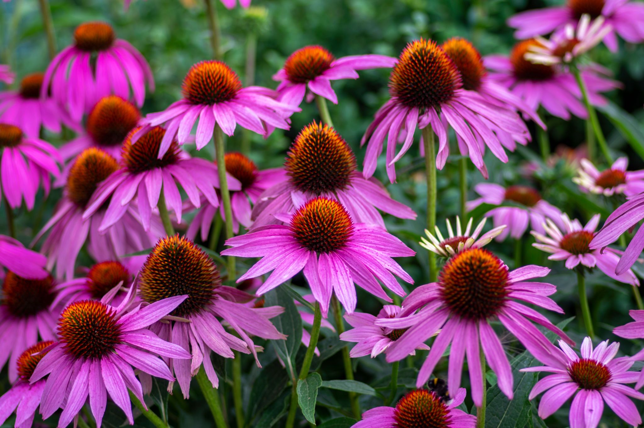 echinacea flowers