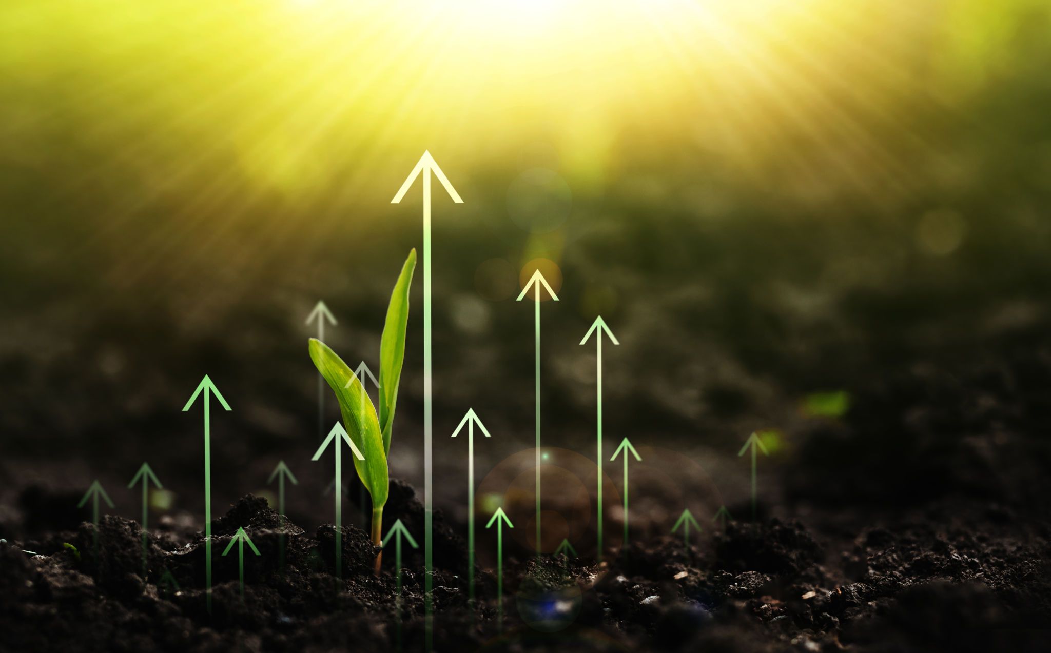 organic growth strategy