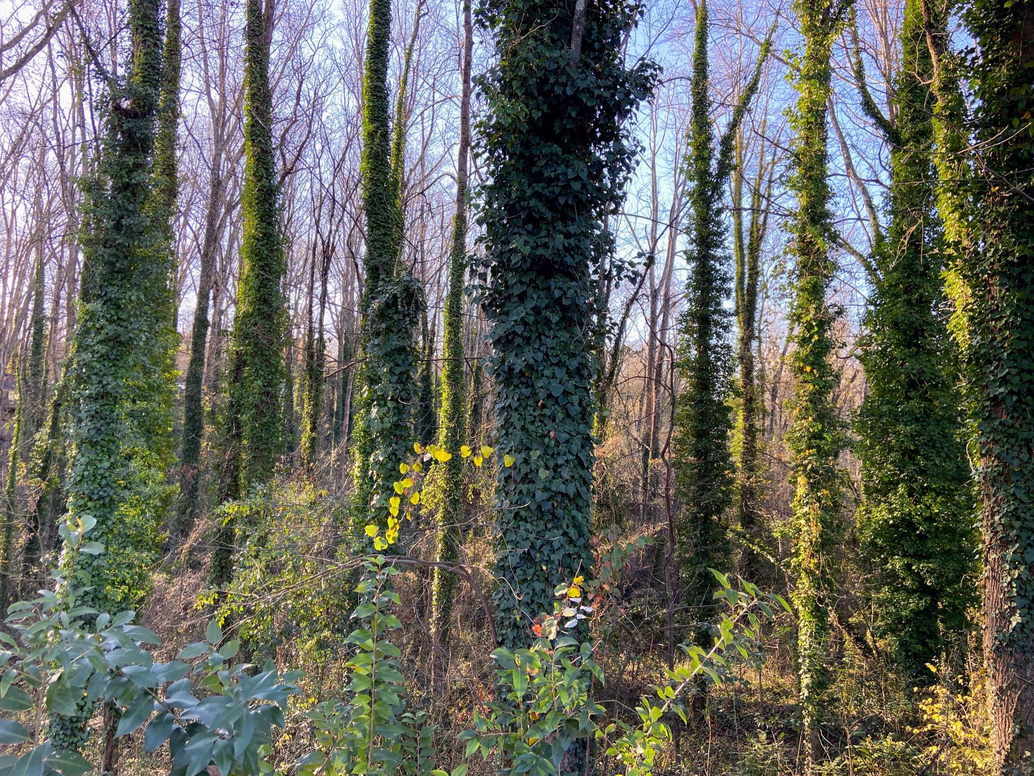 greenville native plants