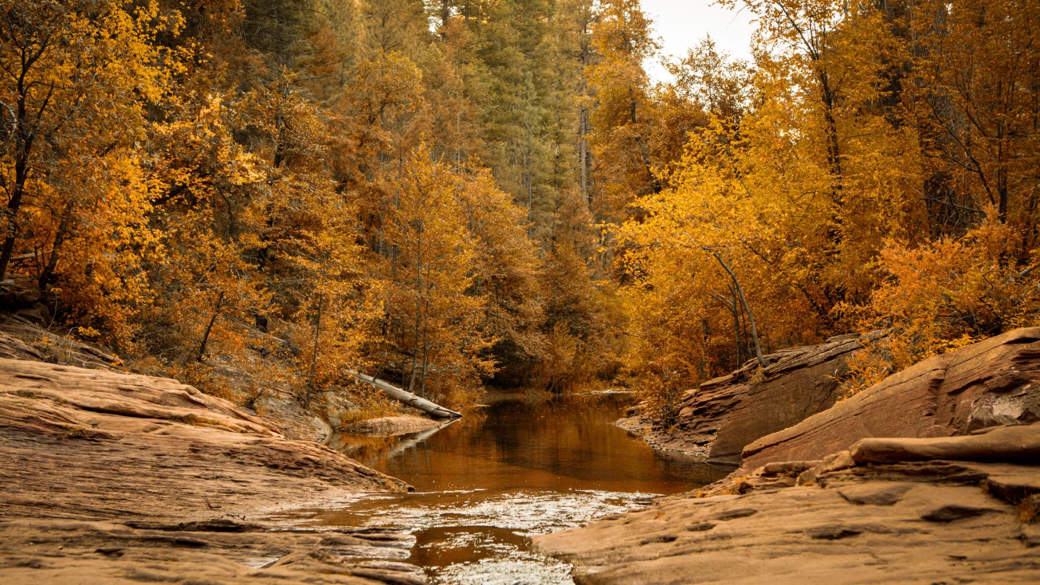 autumn northern arizona