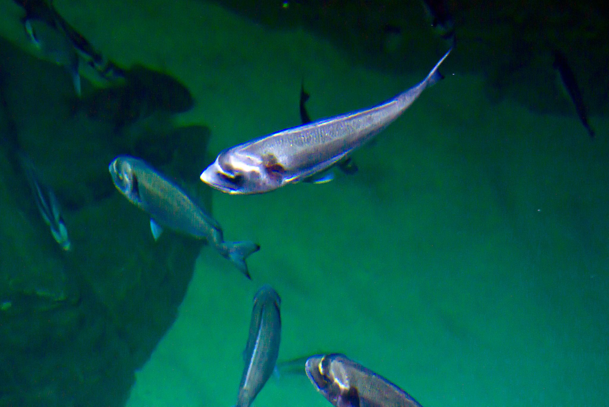 snorkeling cape town