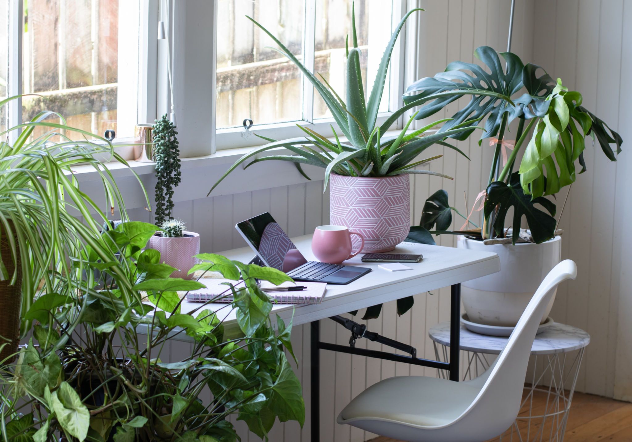 indoor plants office