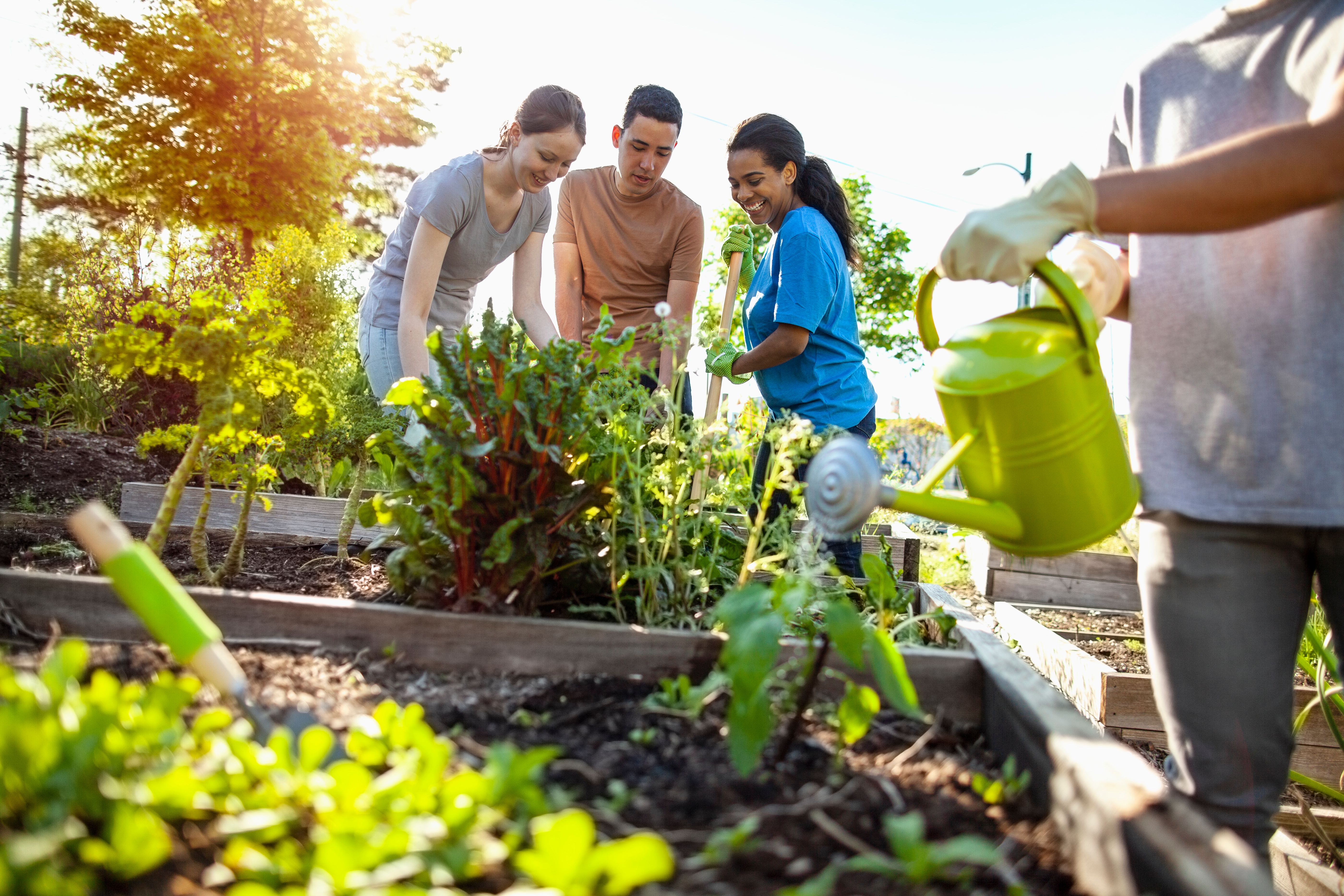community gardening