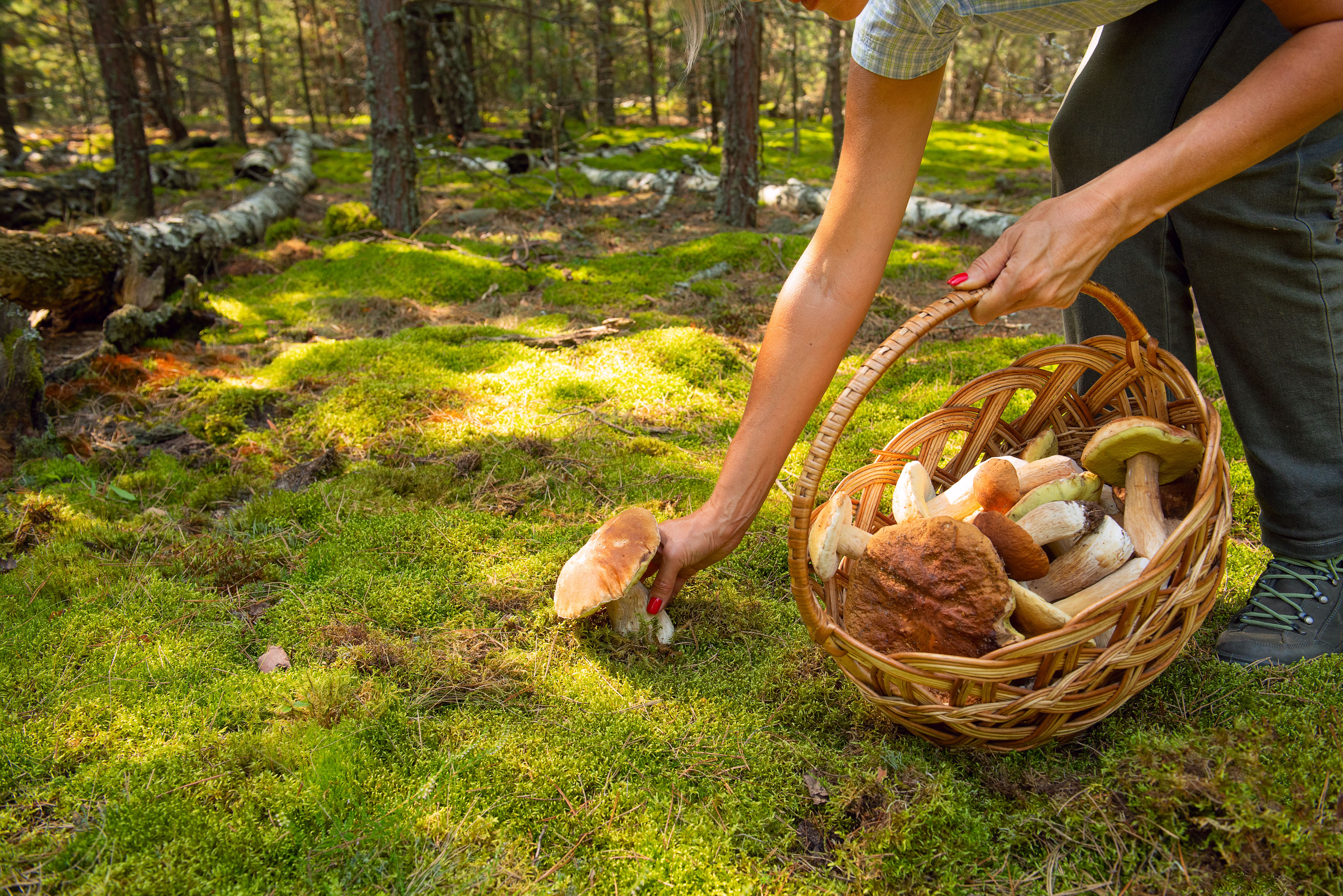 mushroom harvesting