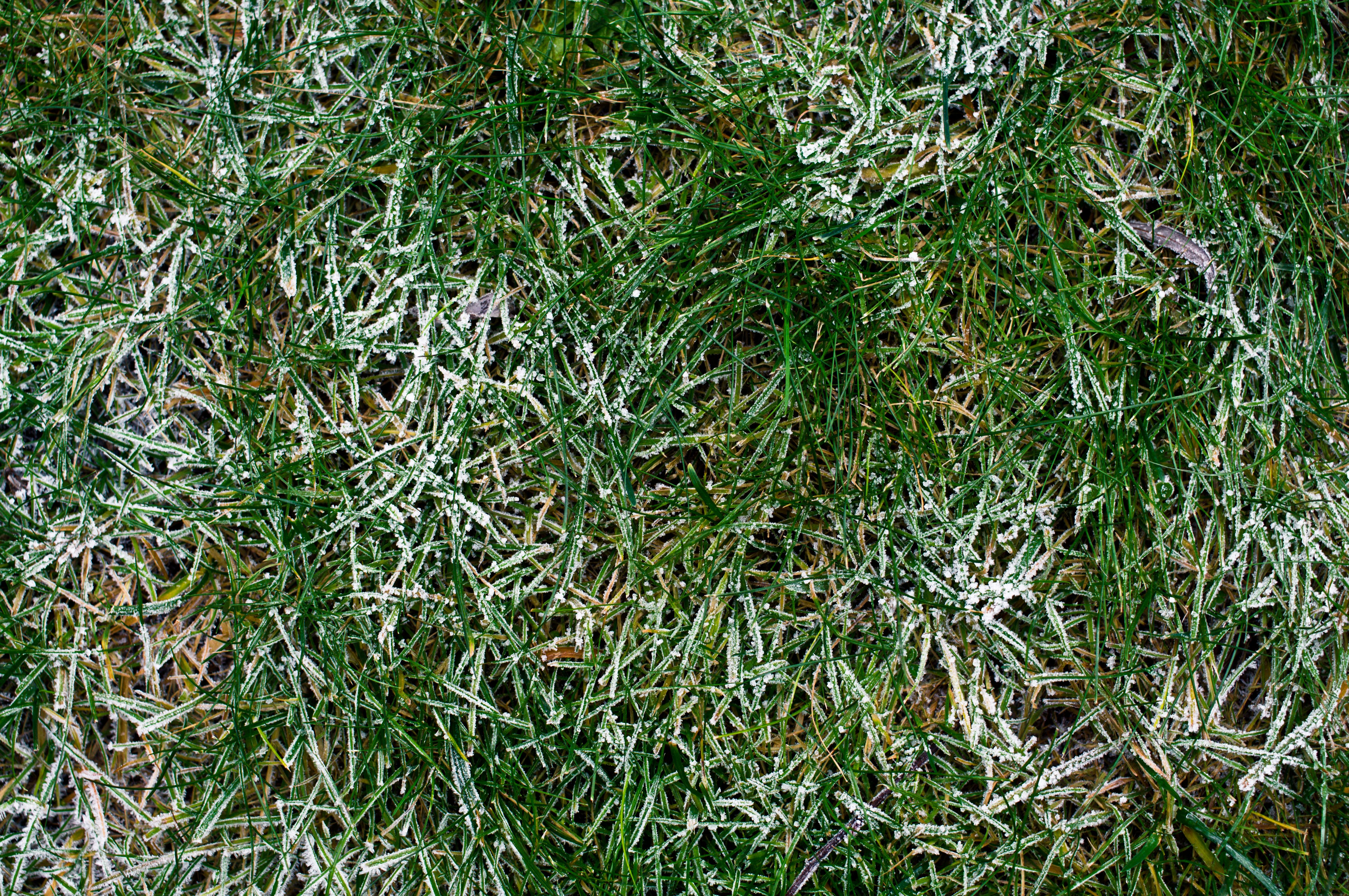 cool season grass