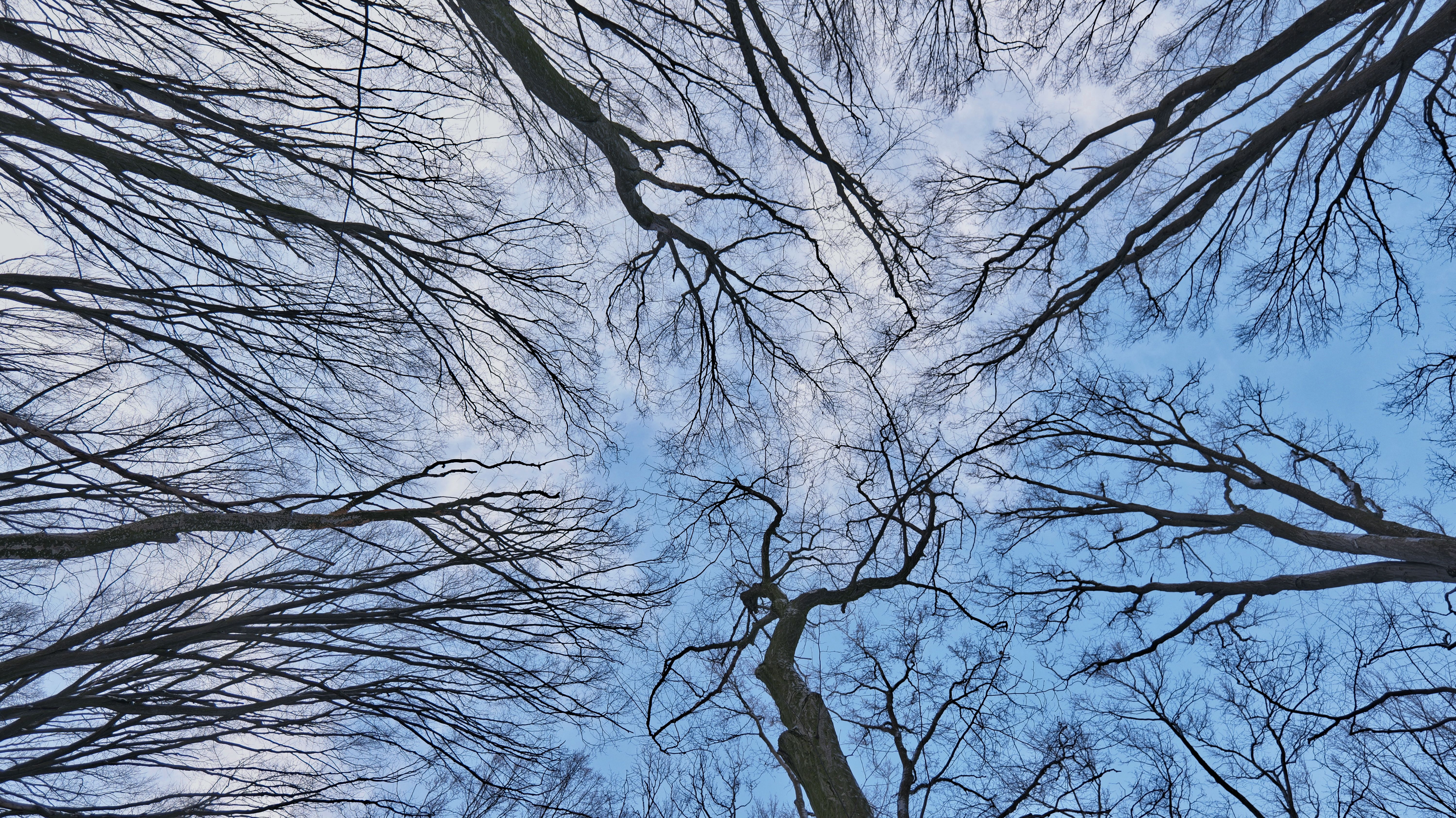 tree branches roof