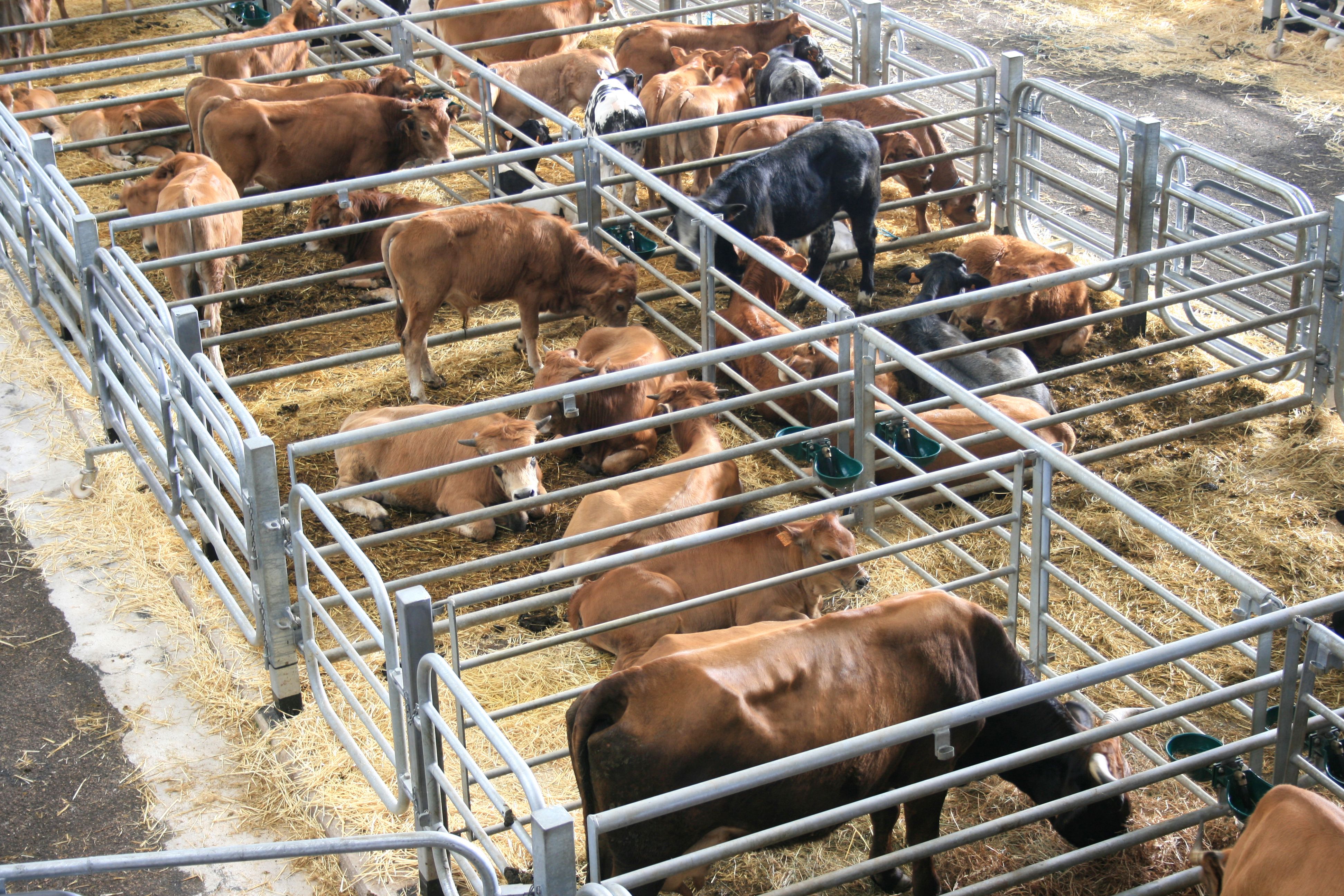 cattle market