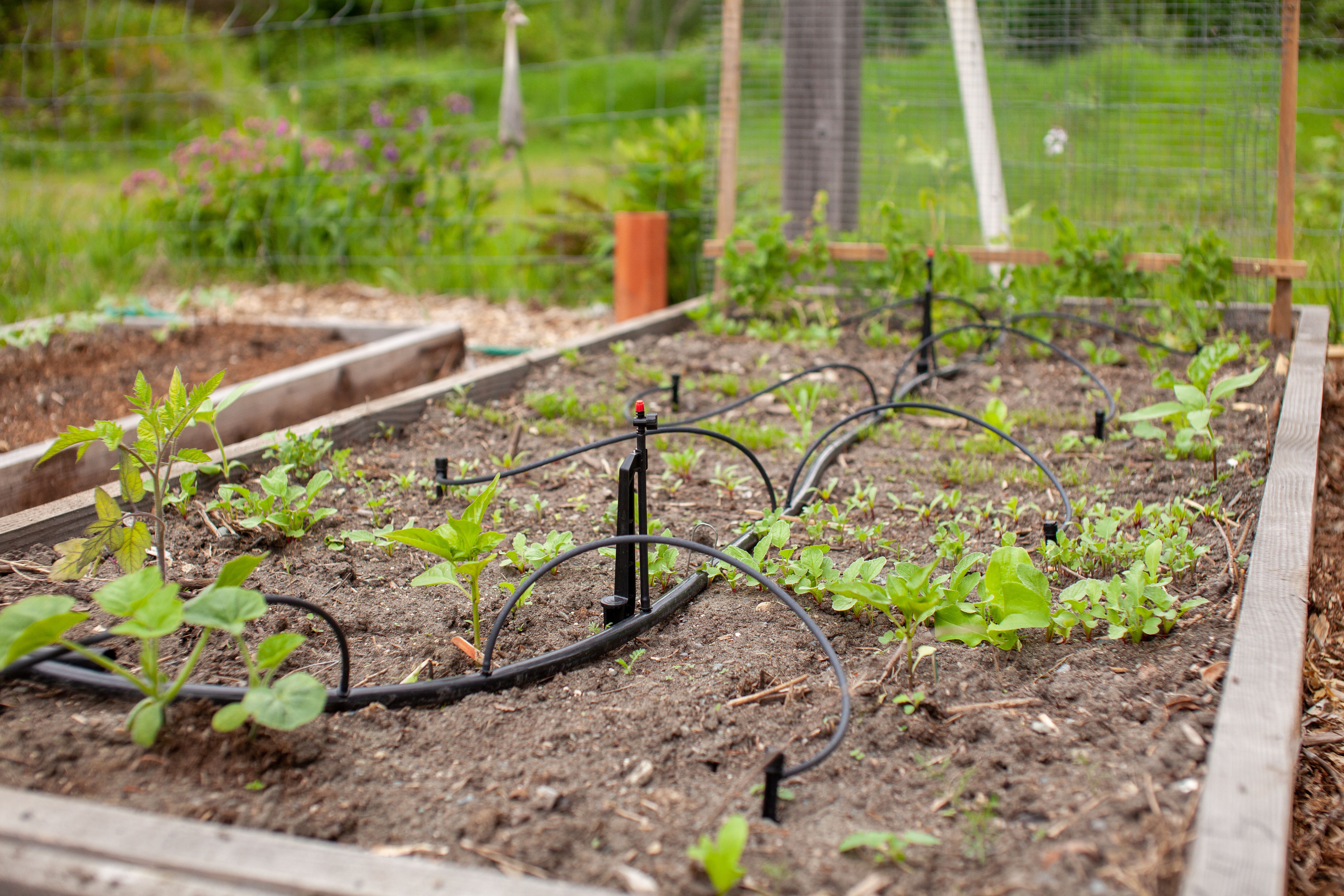 drip irrigation