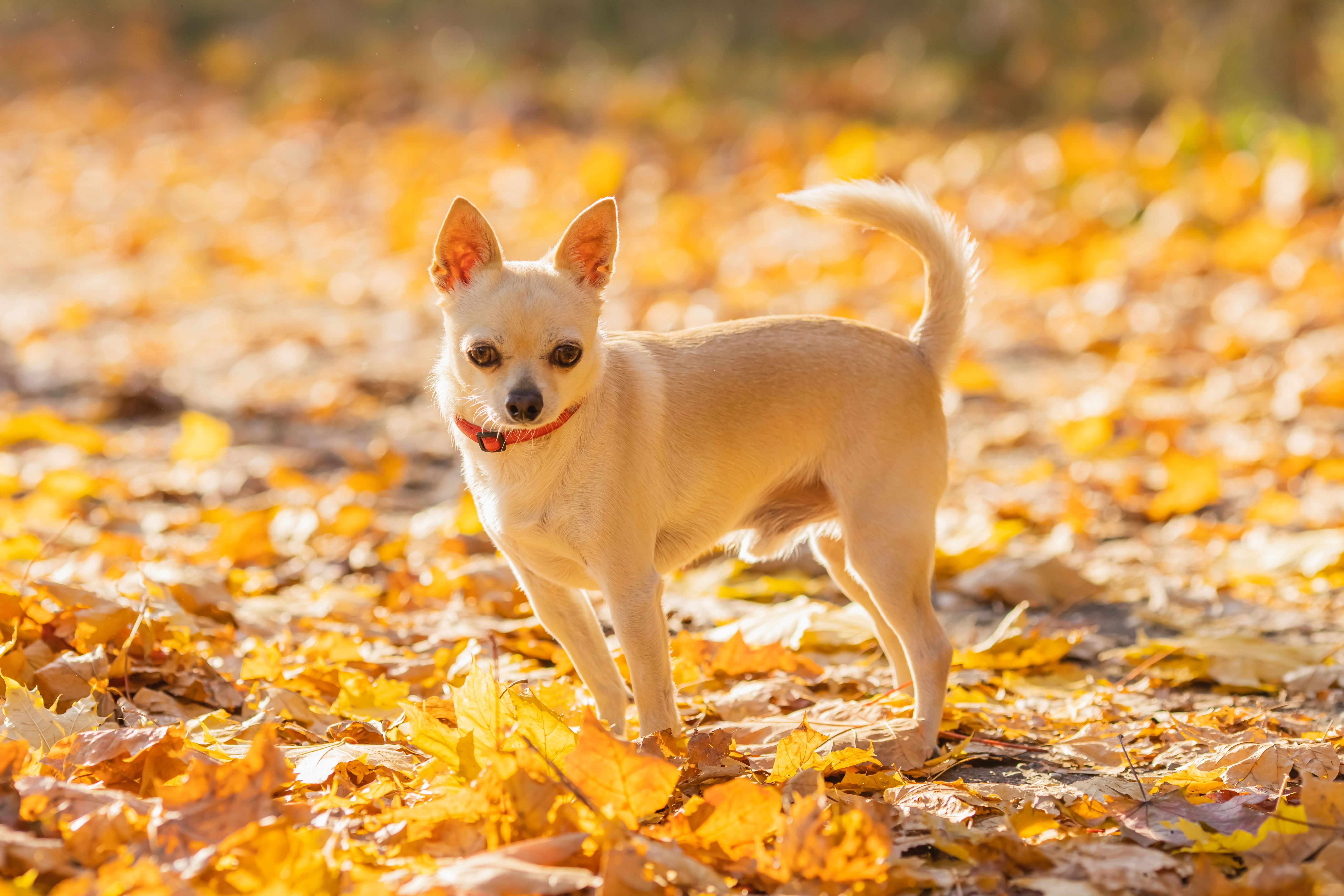 Chihuahua on autumn background.