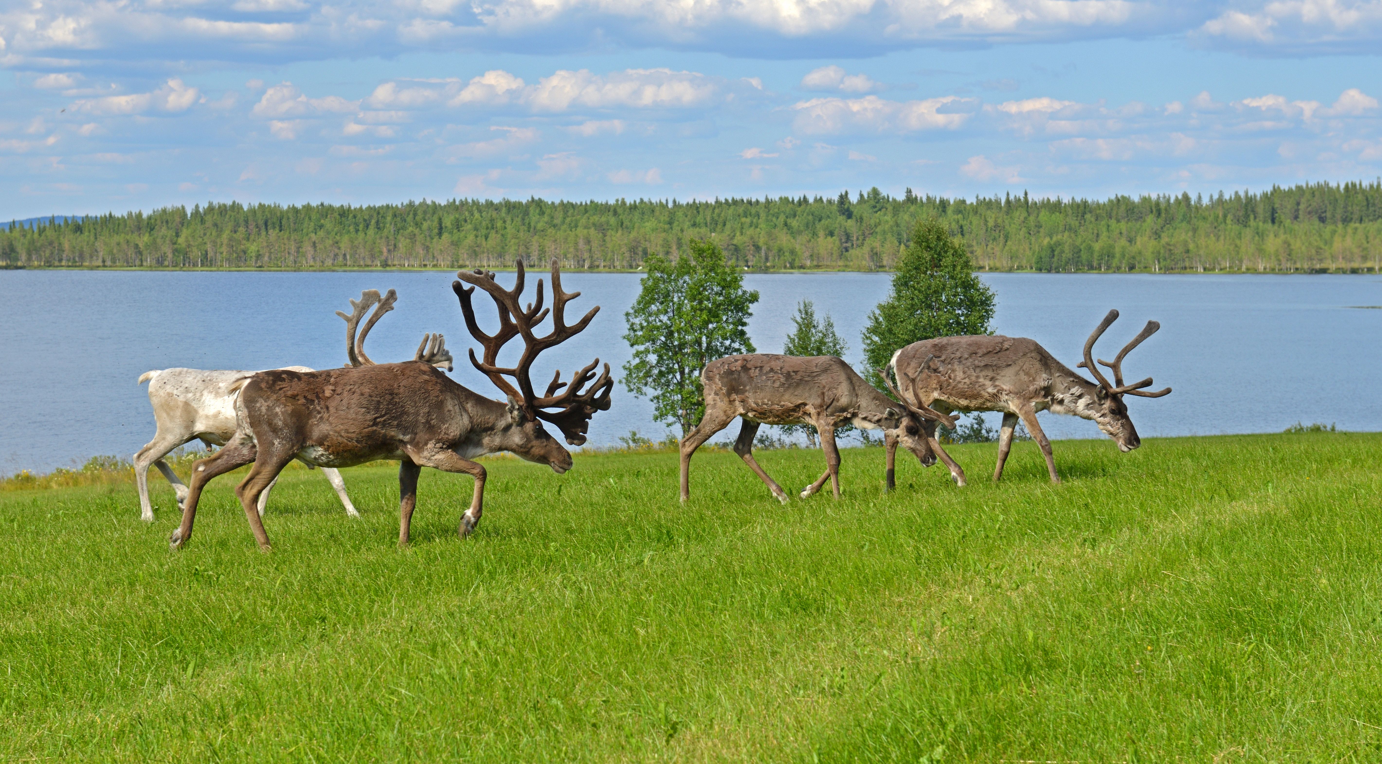 karelian wildlife
