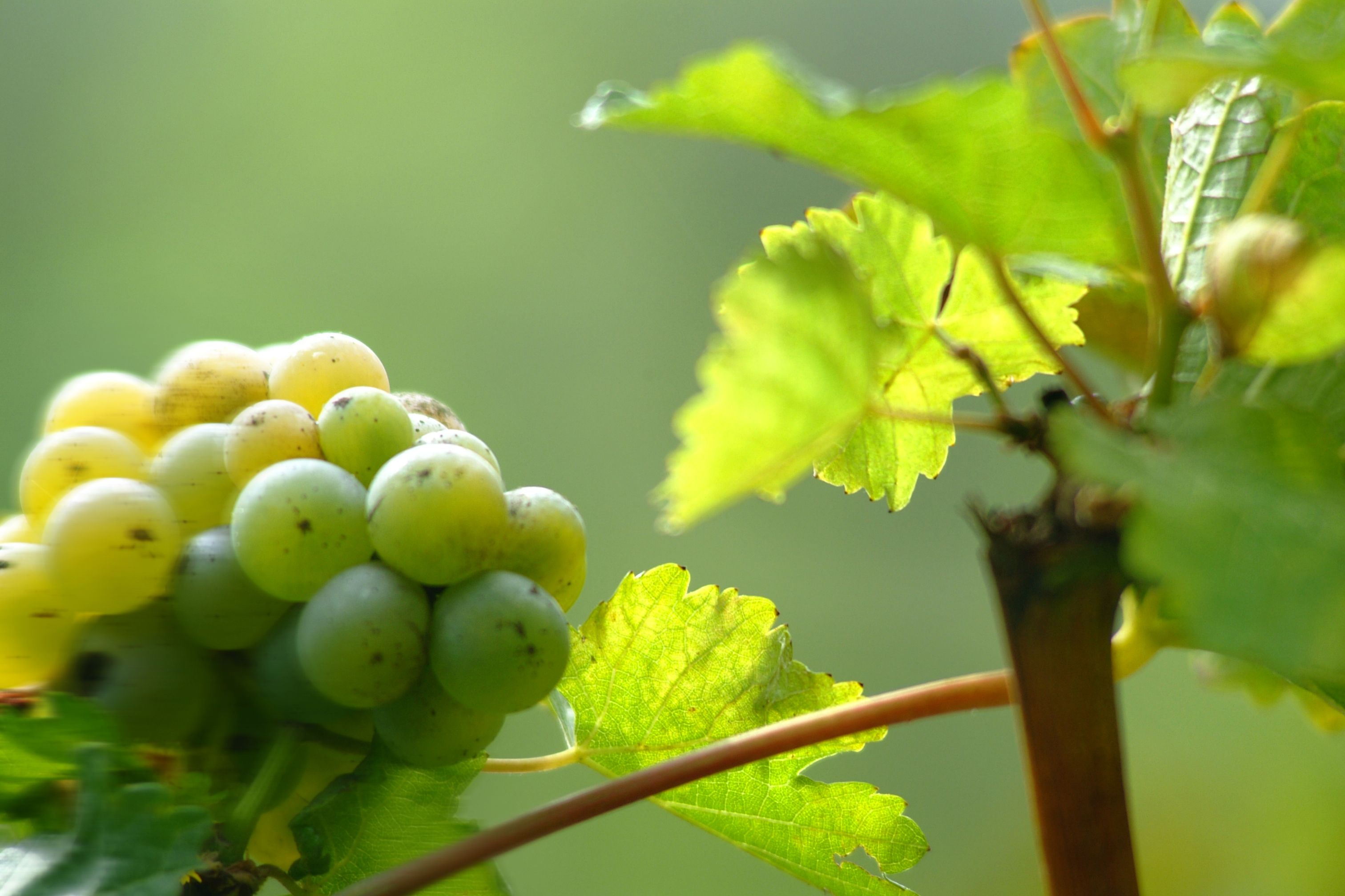 sauvignon blanc wine