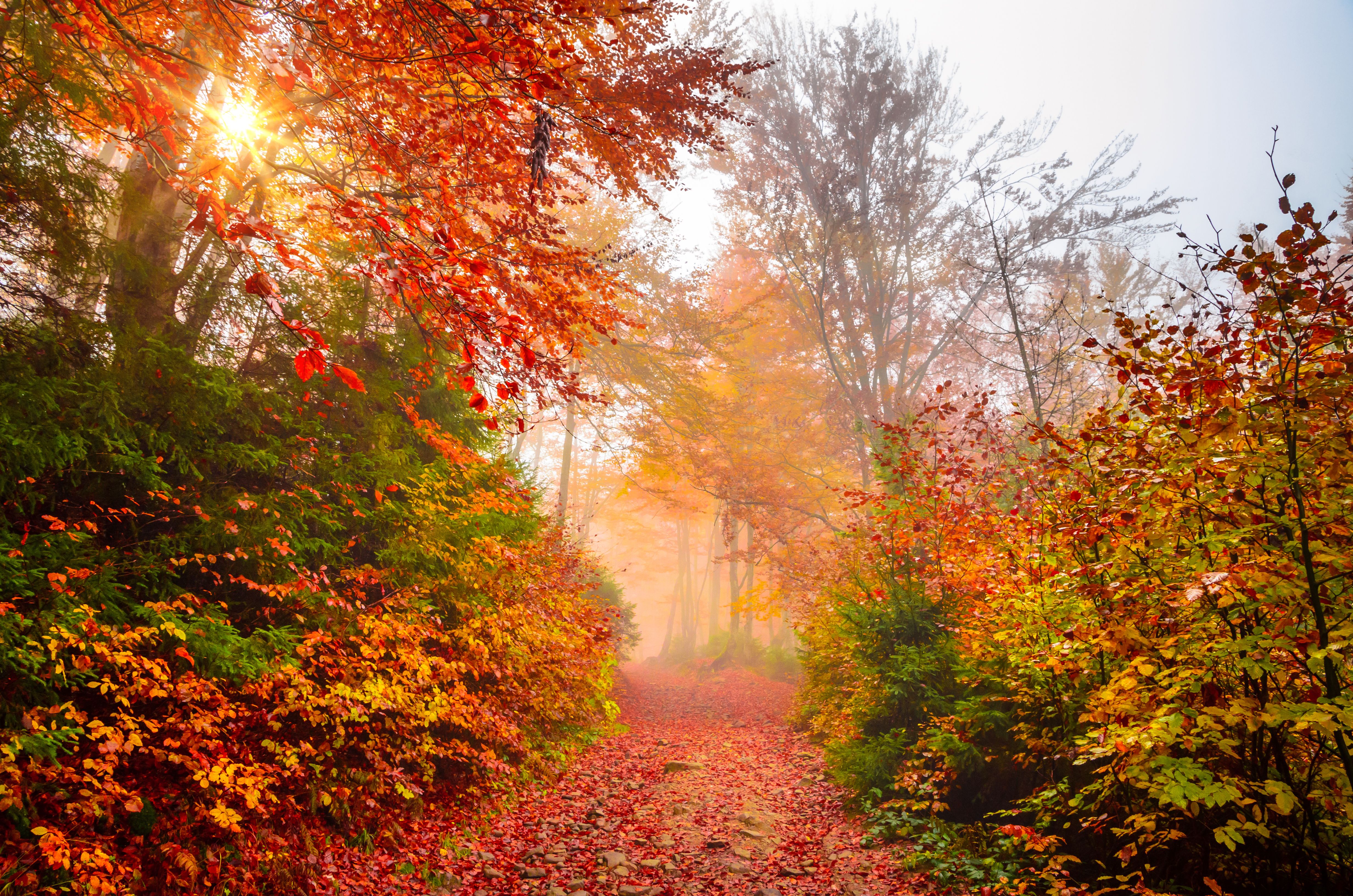 Golden forest with fog and warm light
