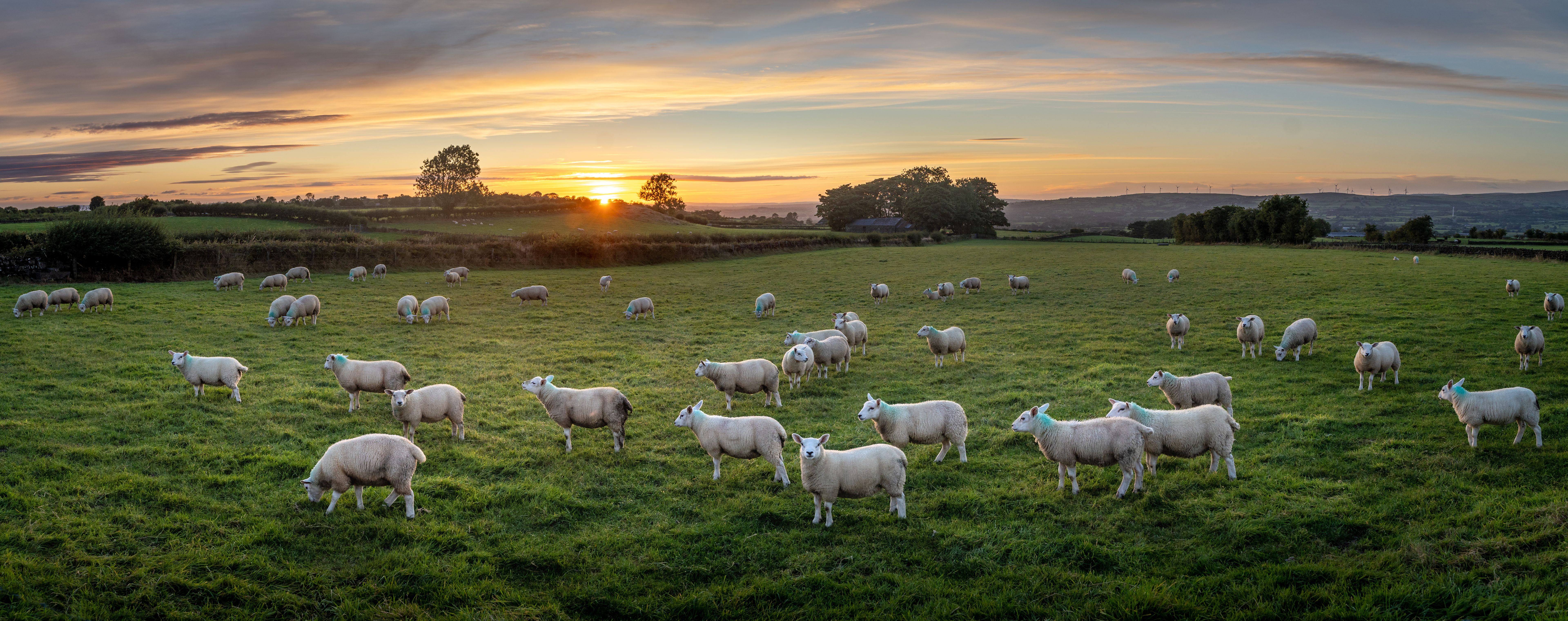 Large flock of sheep grazing in grass field at sunset, at County Antrim, Northern Ireland