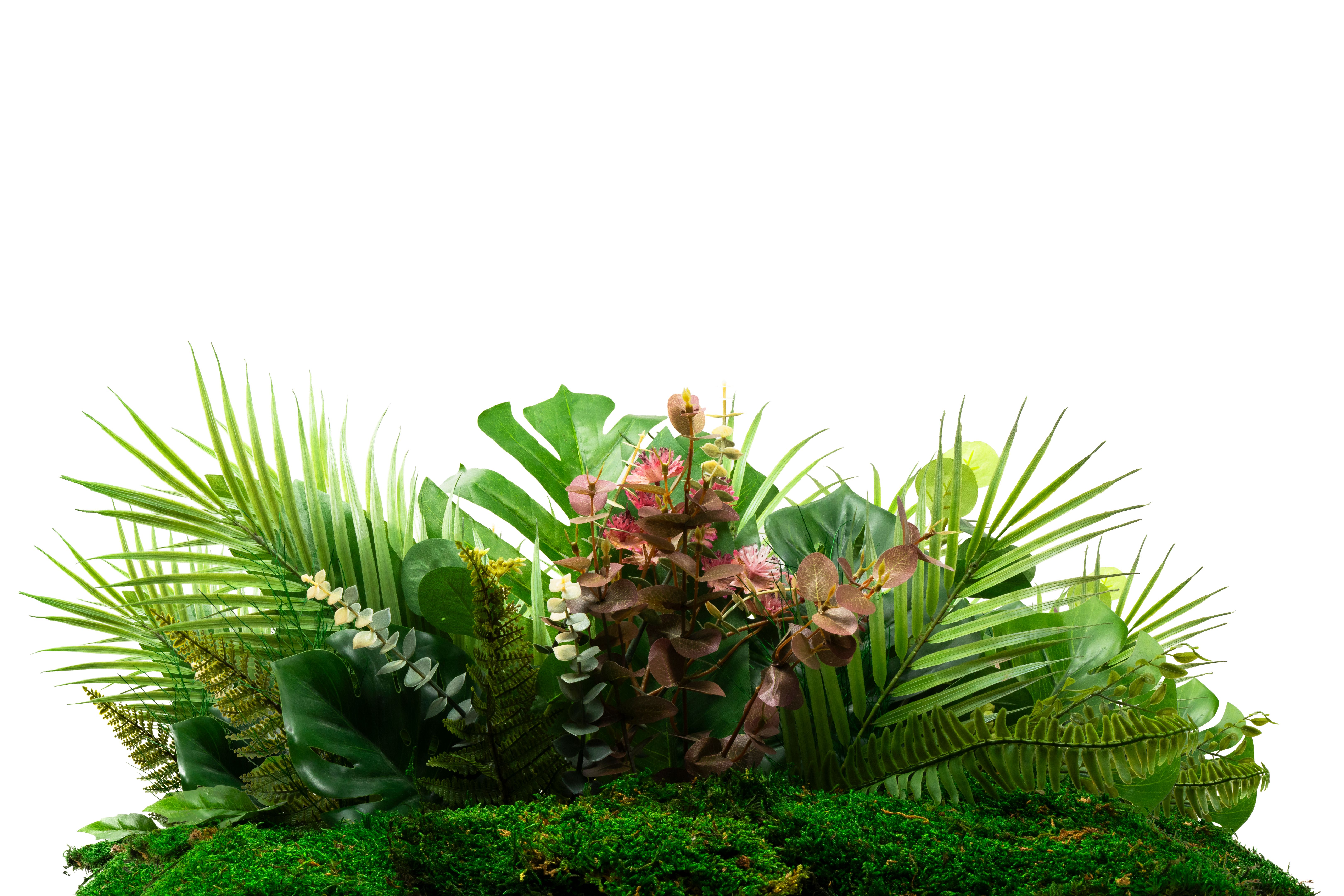exotic plants