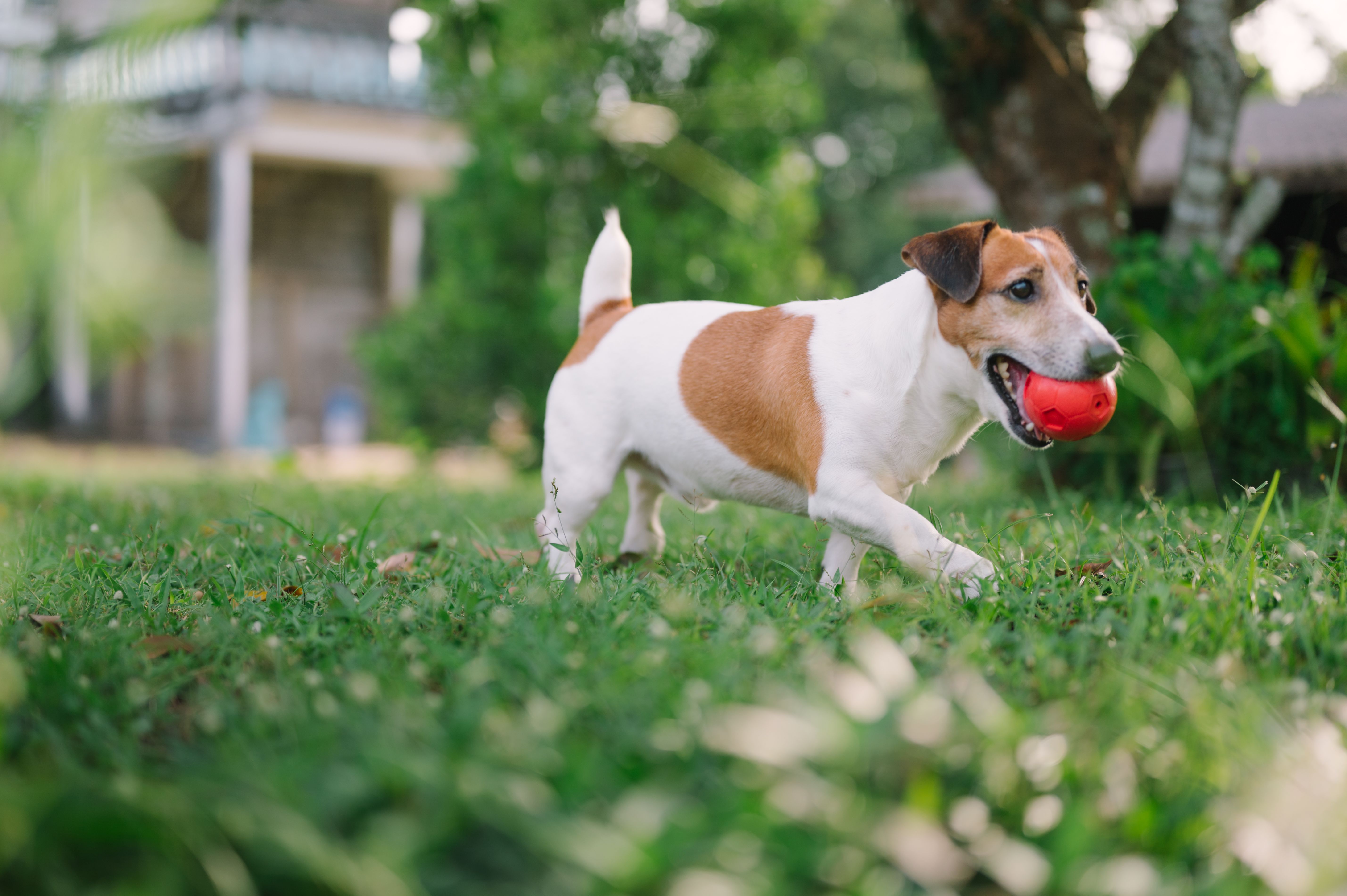 Active senior jack russell terrier love to play with his ball toy running around the garden