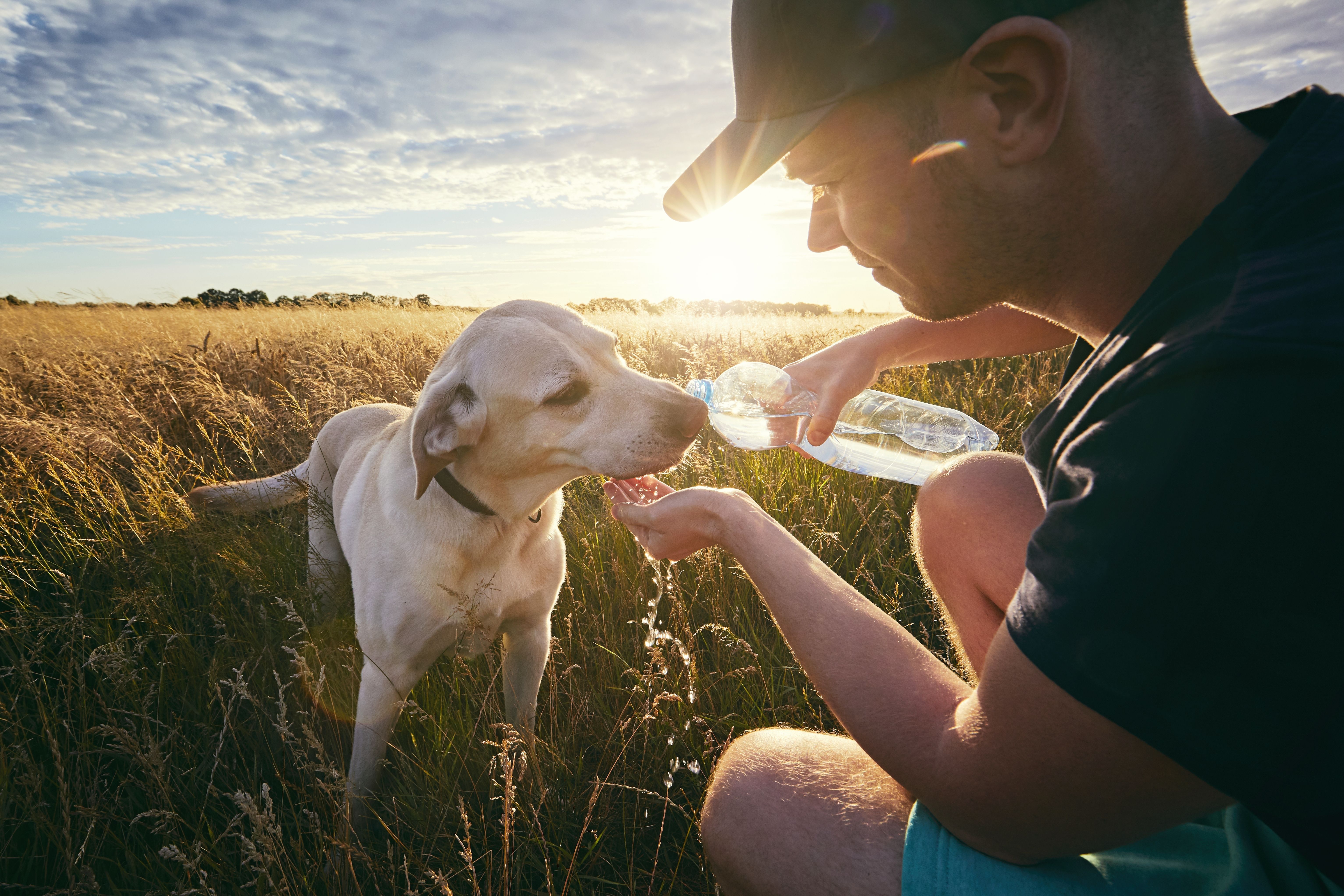 summer pet hydration
