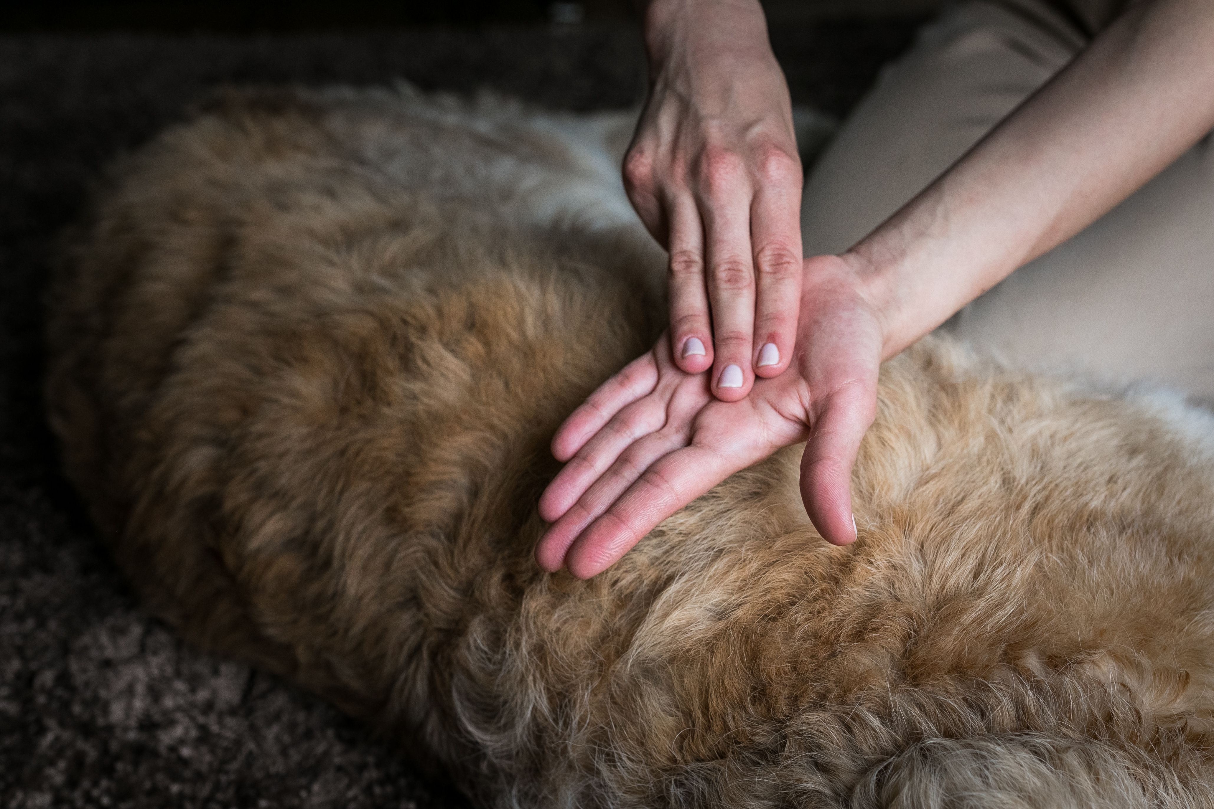 pet reiki session