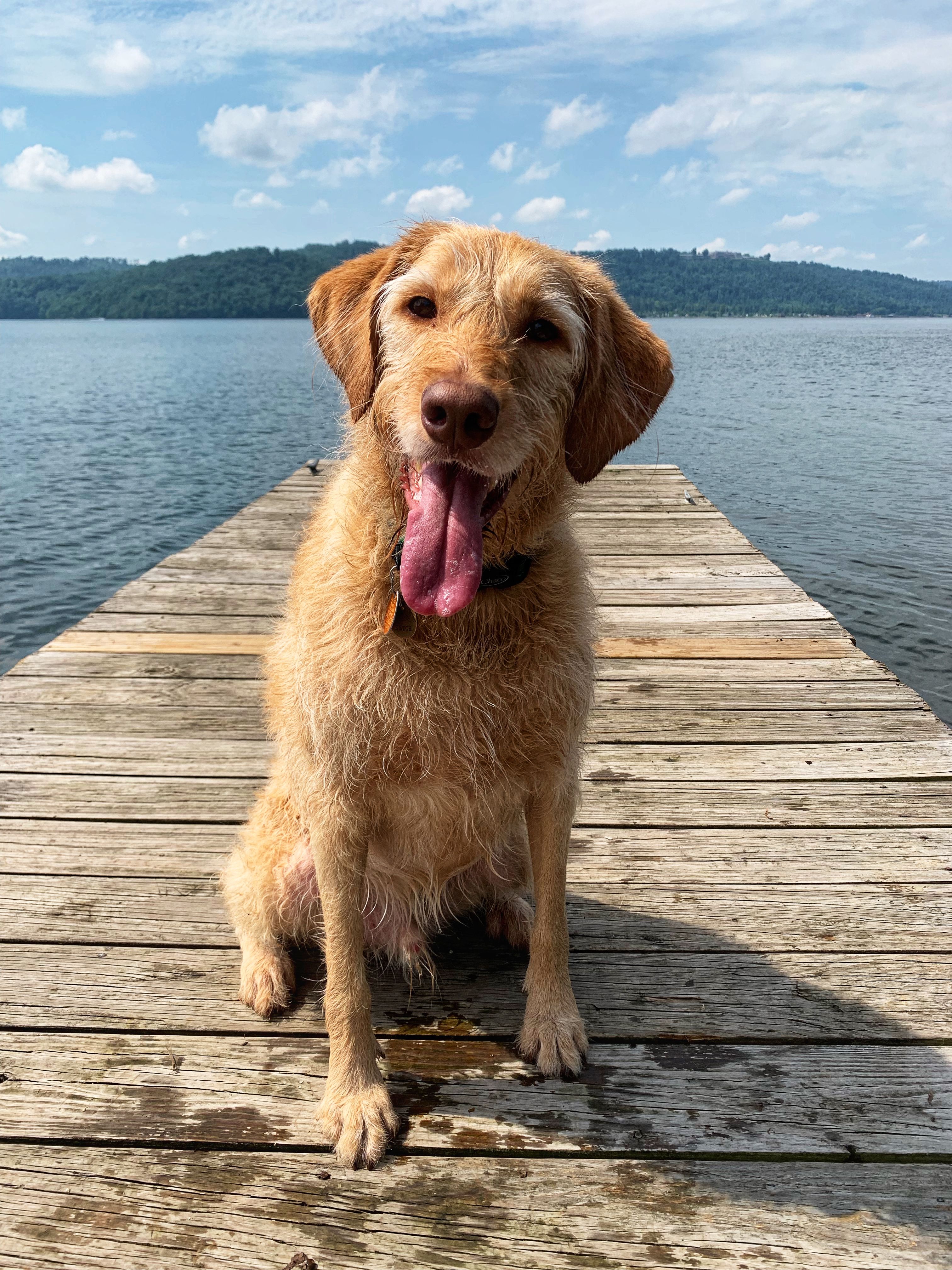 dog friendly vacation