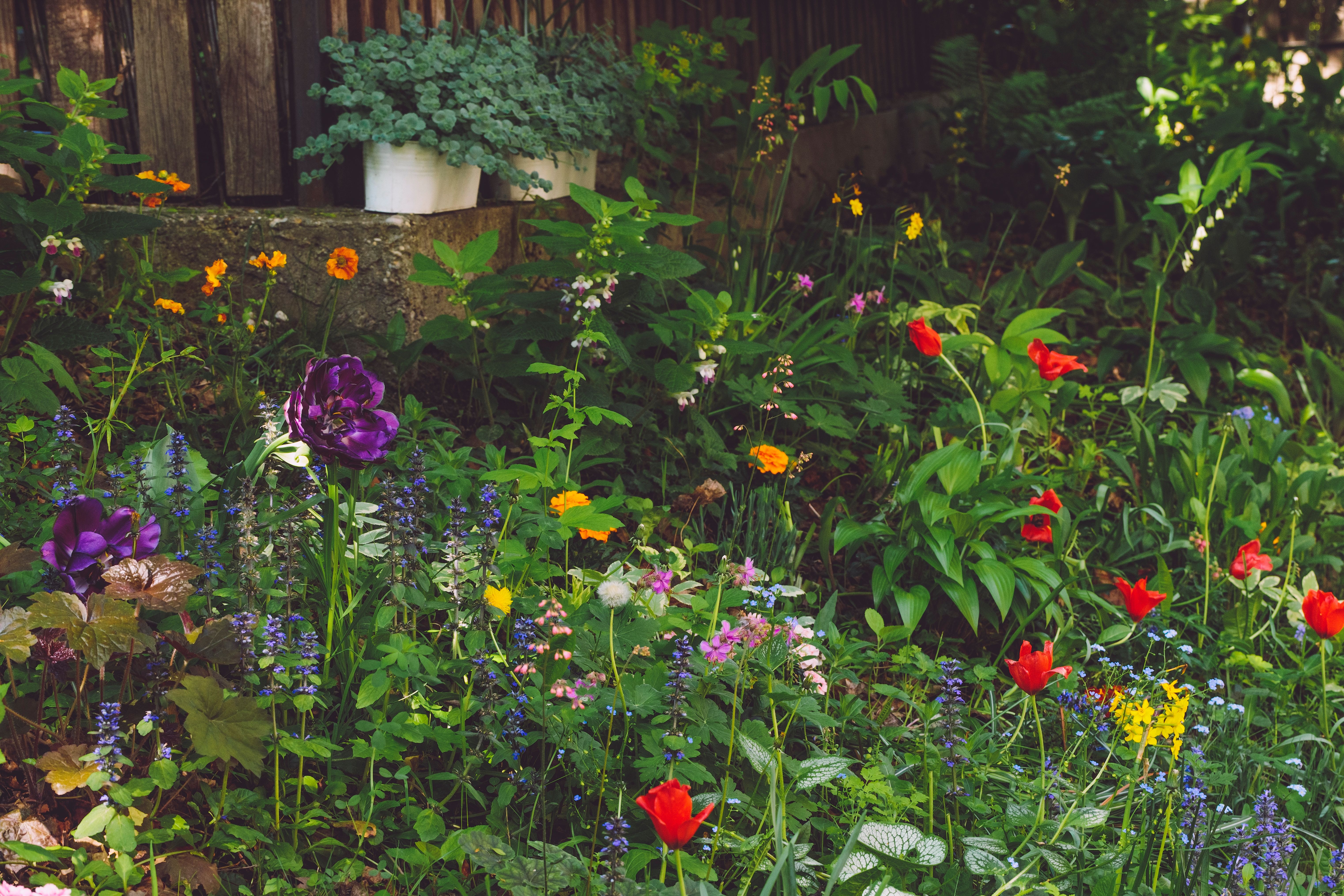 Flowers in the garden