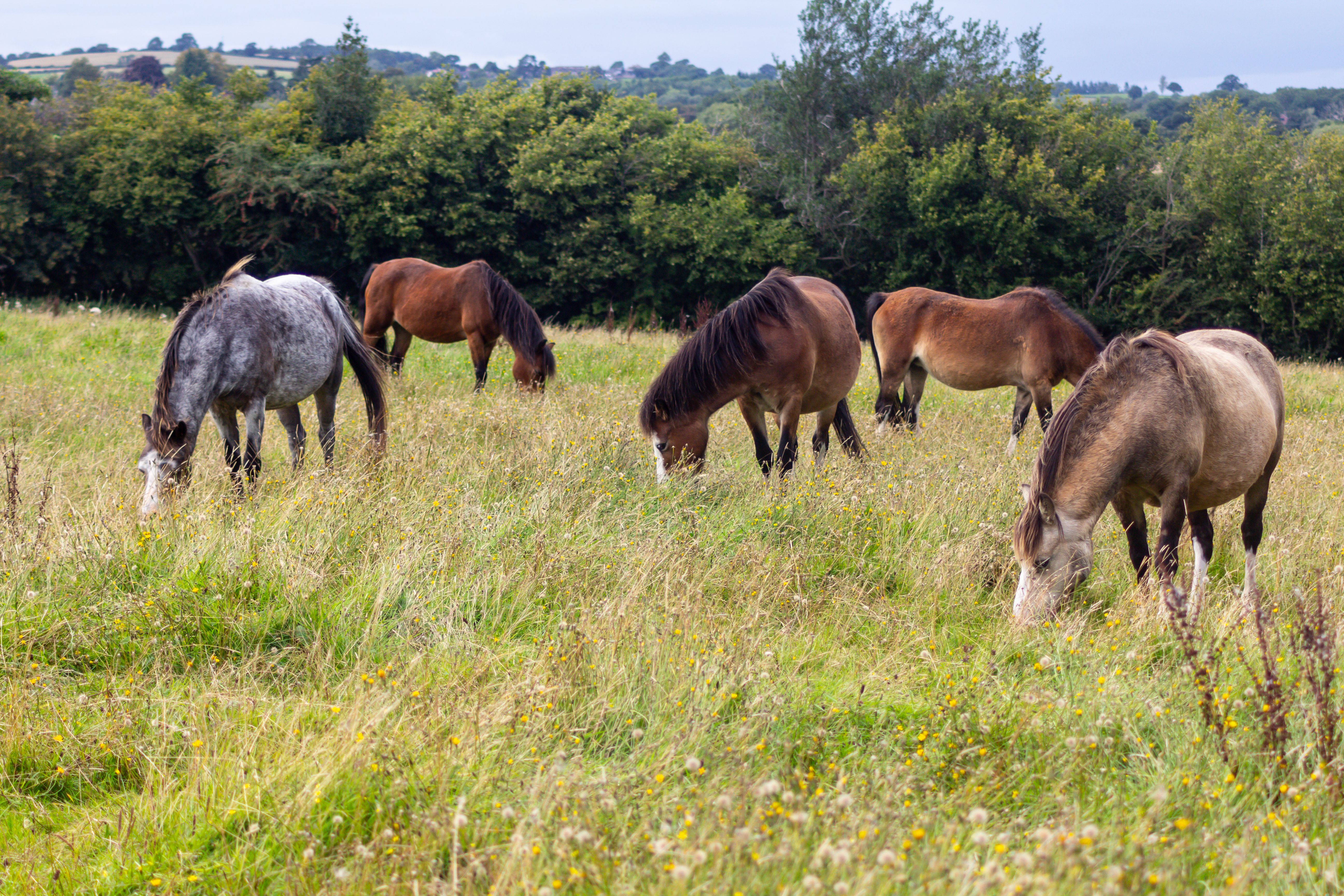 horse relaxation