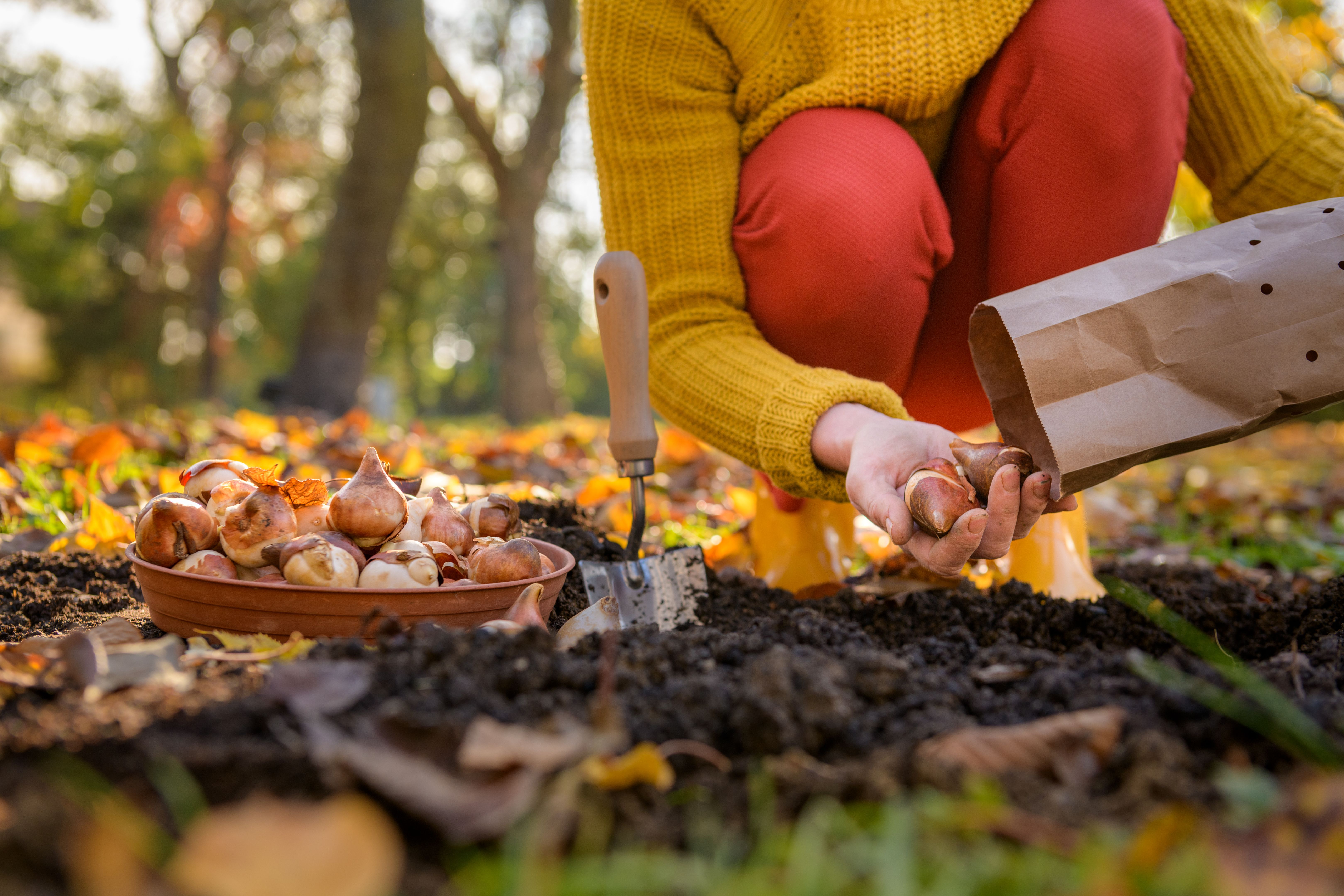 planting bulbs