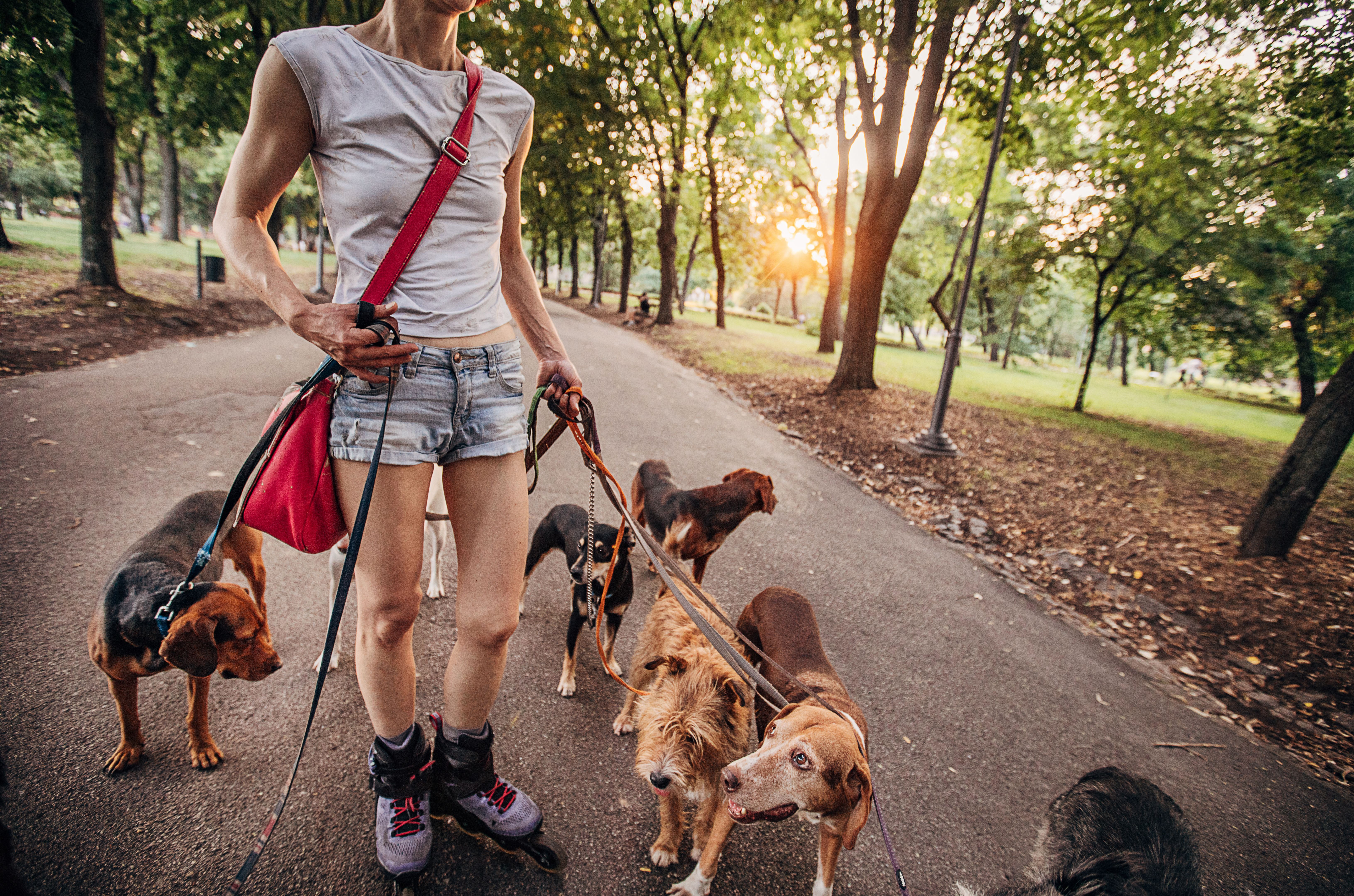 dog walker interview