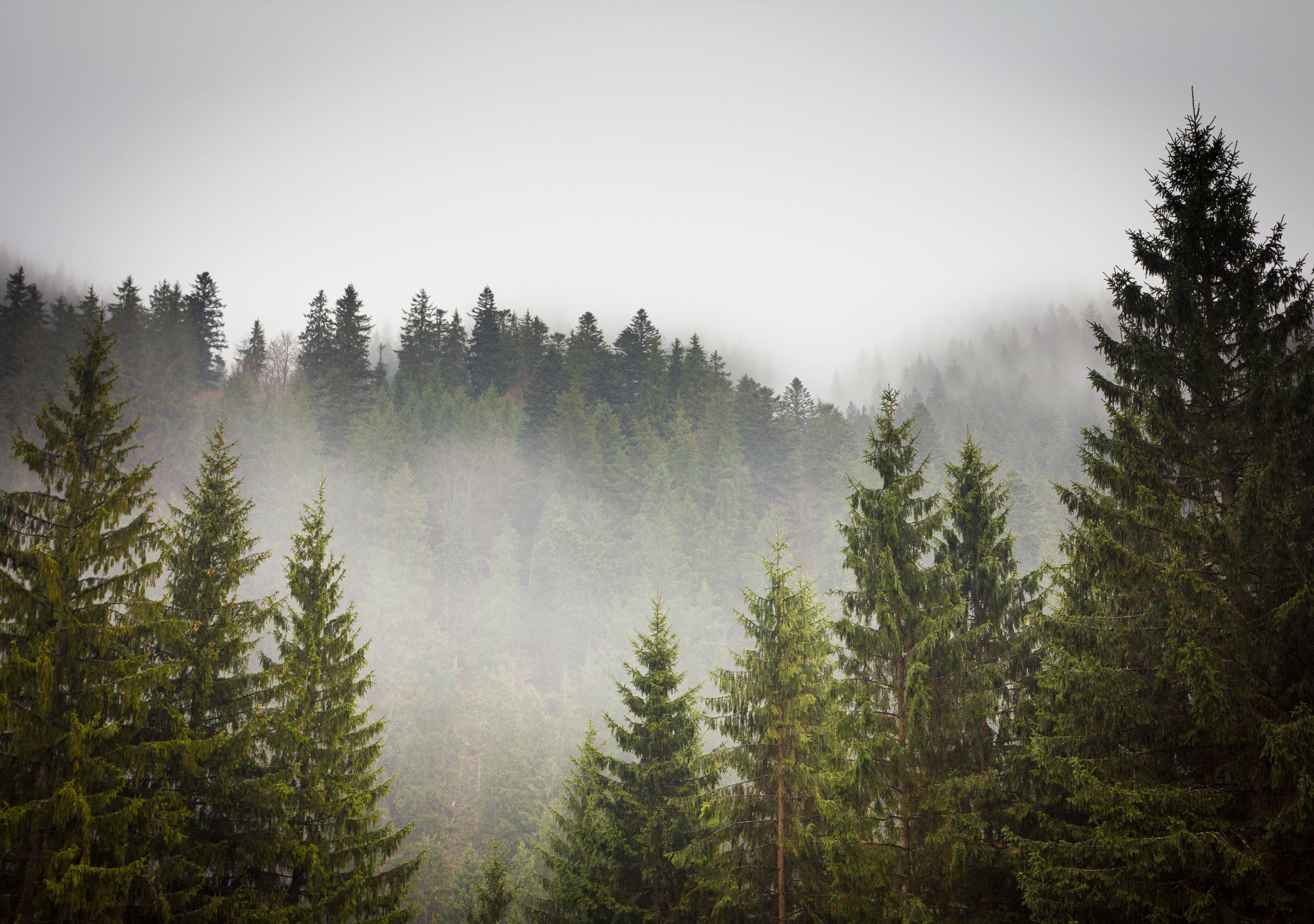 pine forest