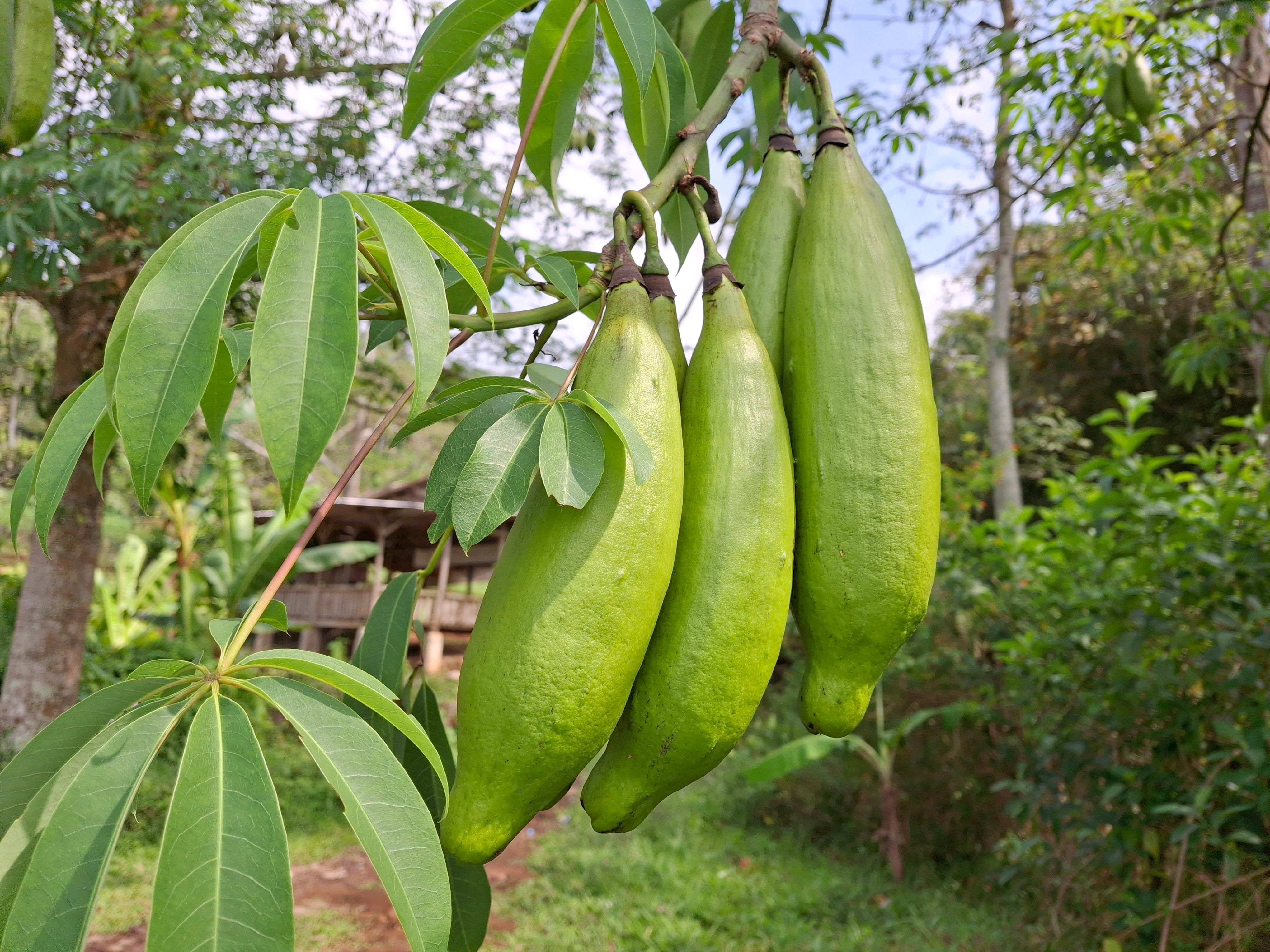 ceiba tree