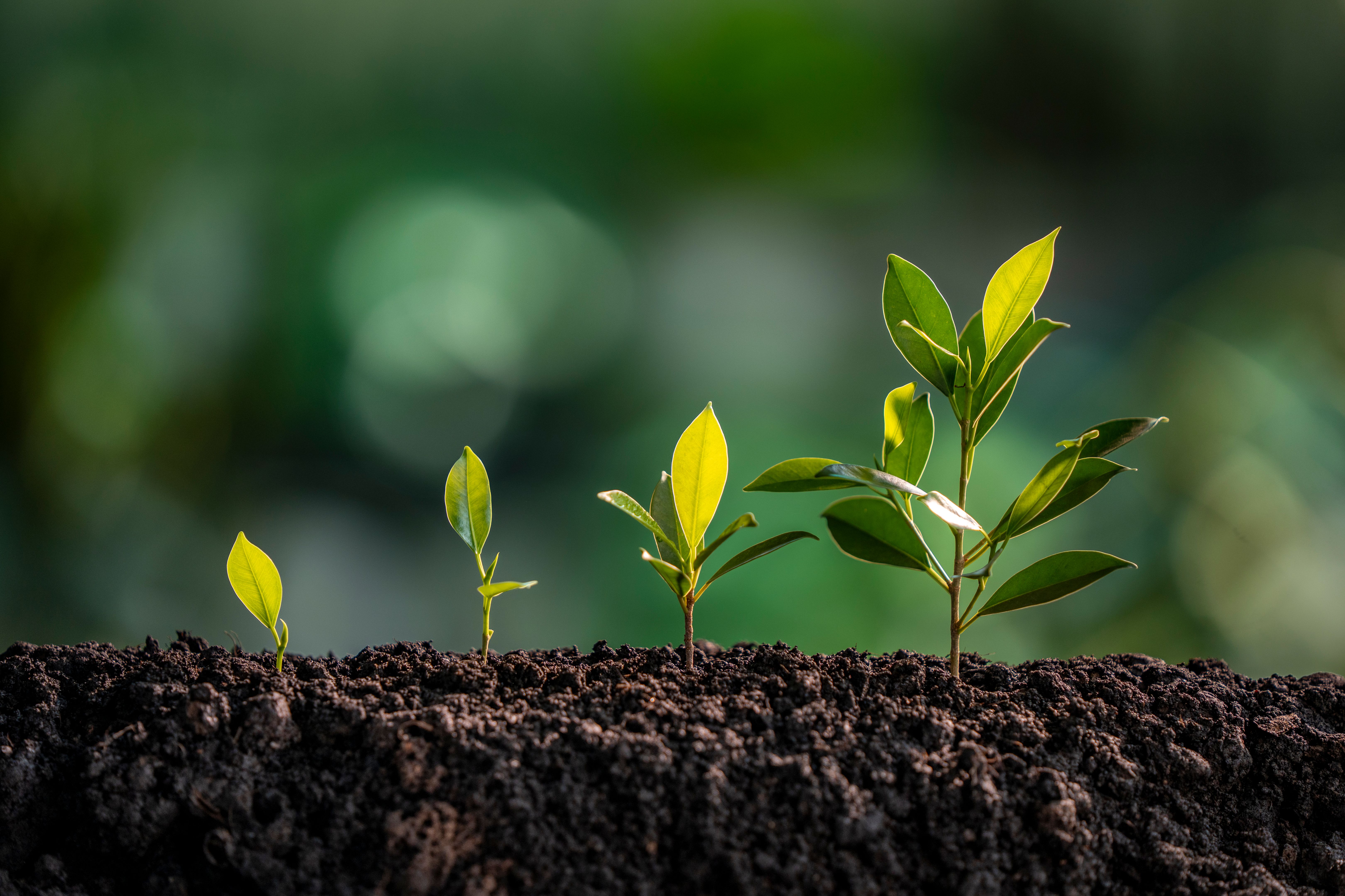 plant growth