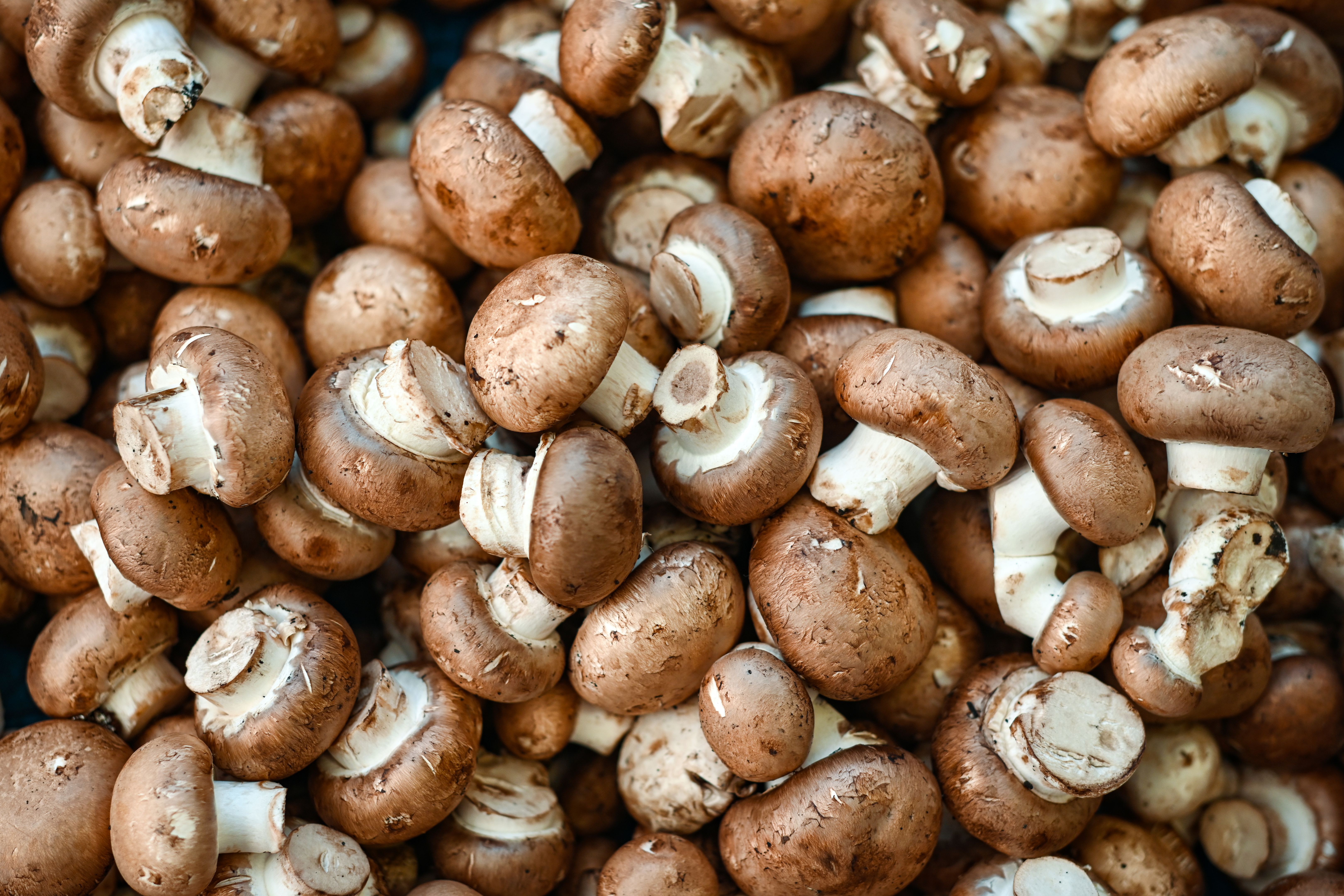 fresh mushrooms market