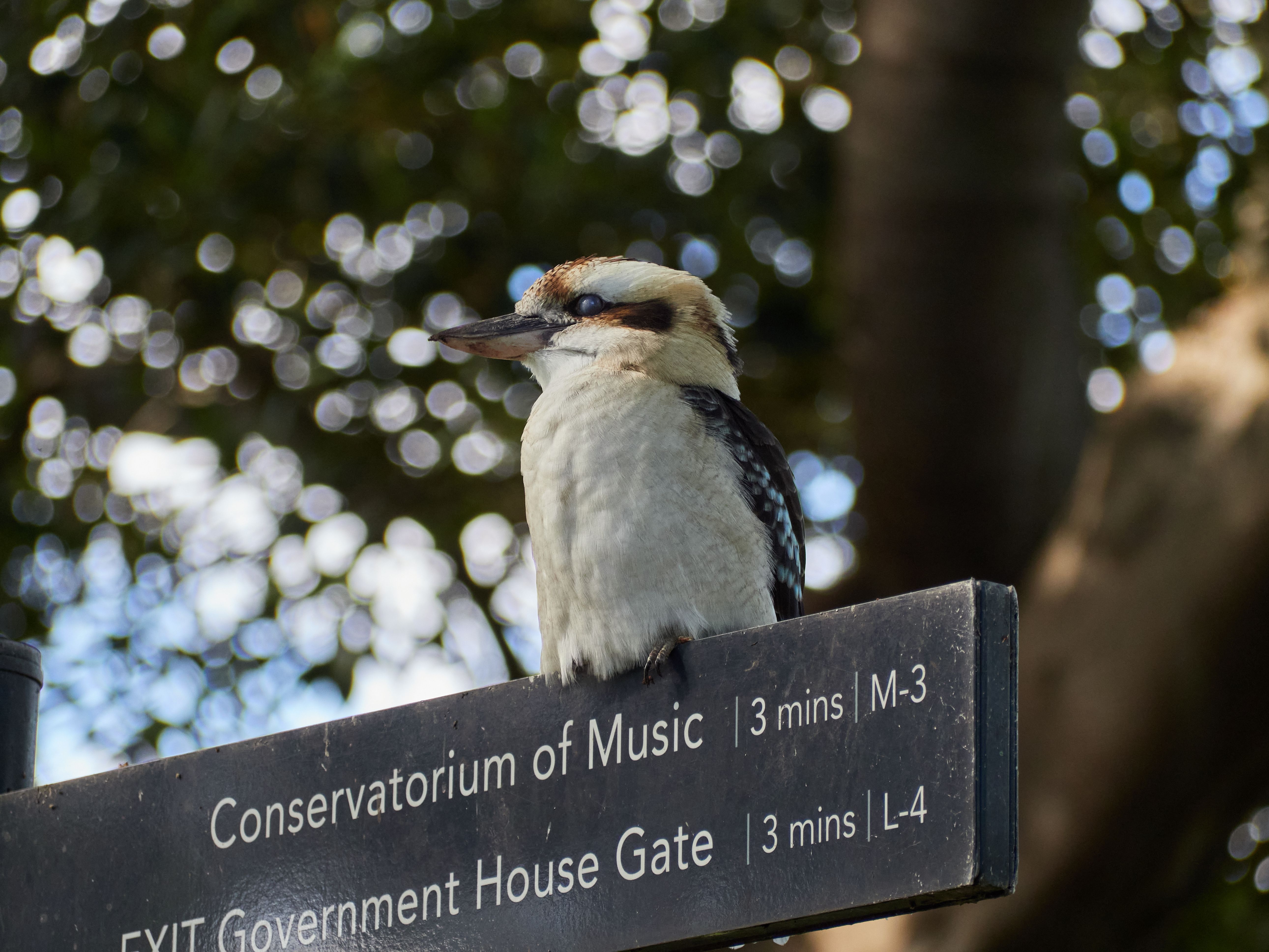 conservatorium of music sydney
