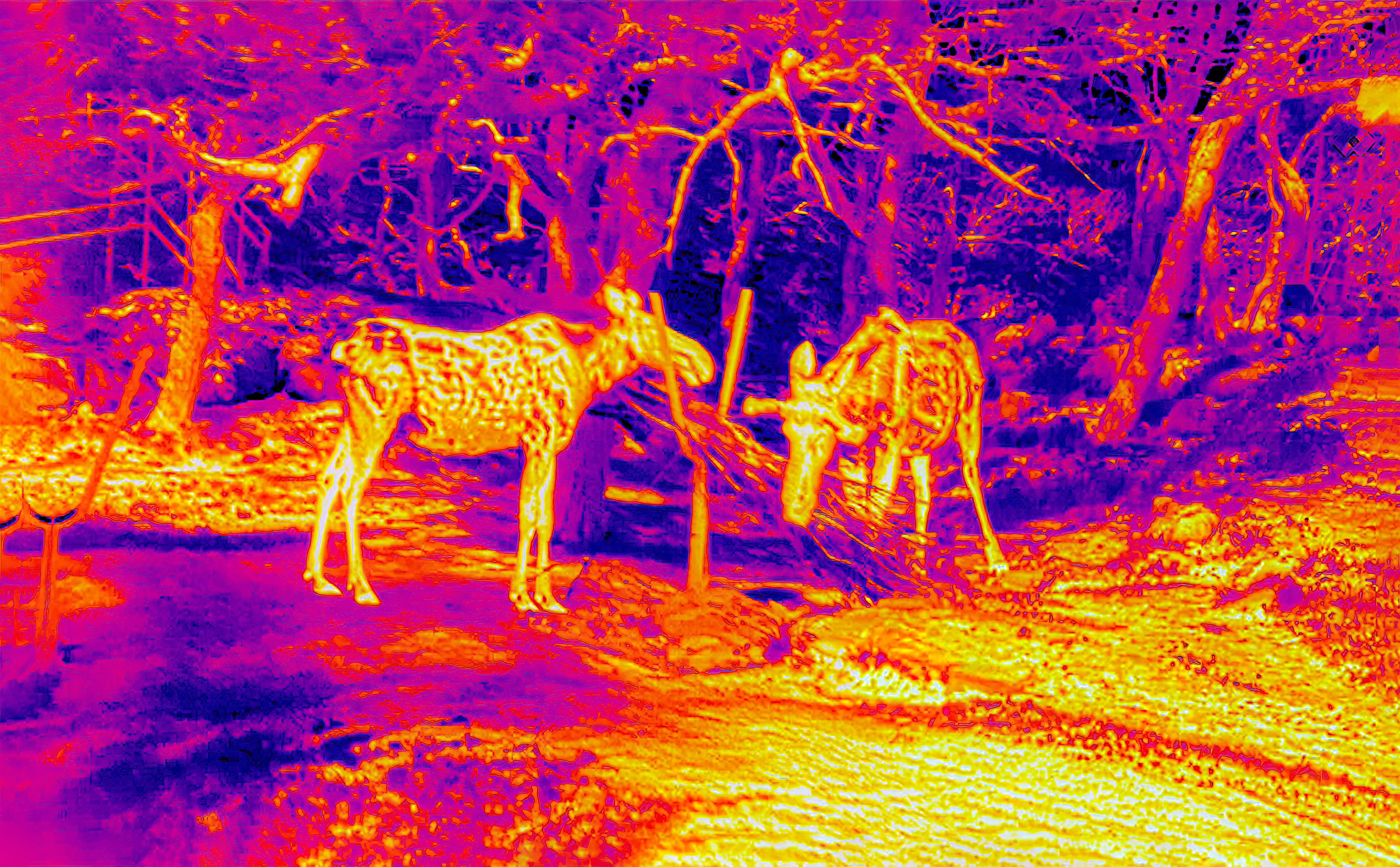 thermal imaging wildlife