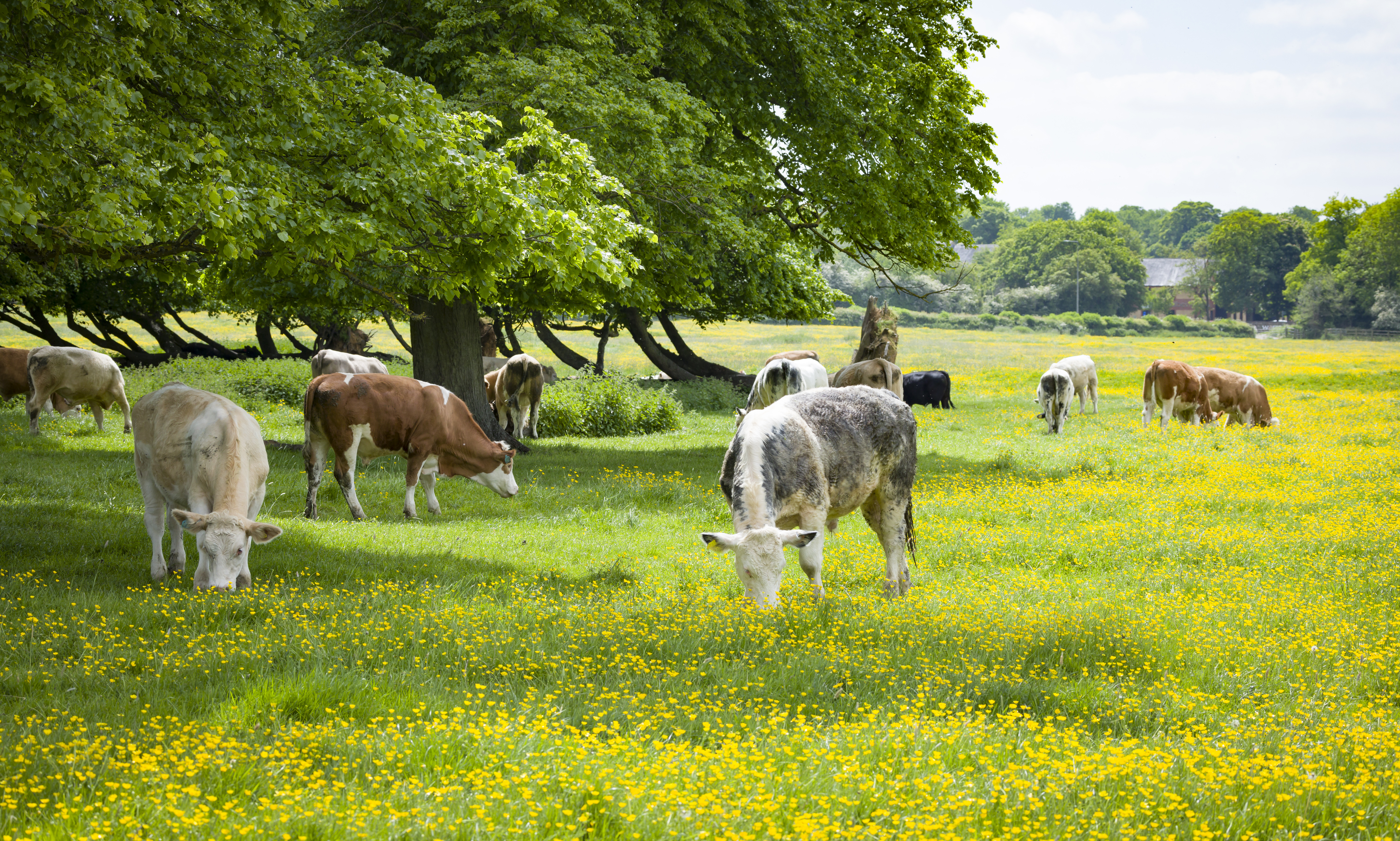 Herd of cows in a field of buttercups, Milton Keynes, UK