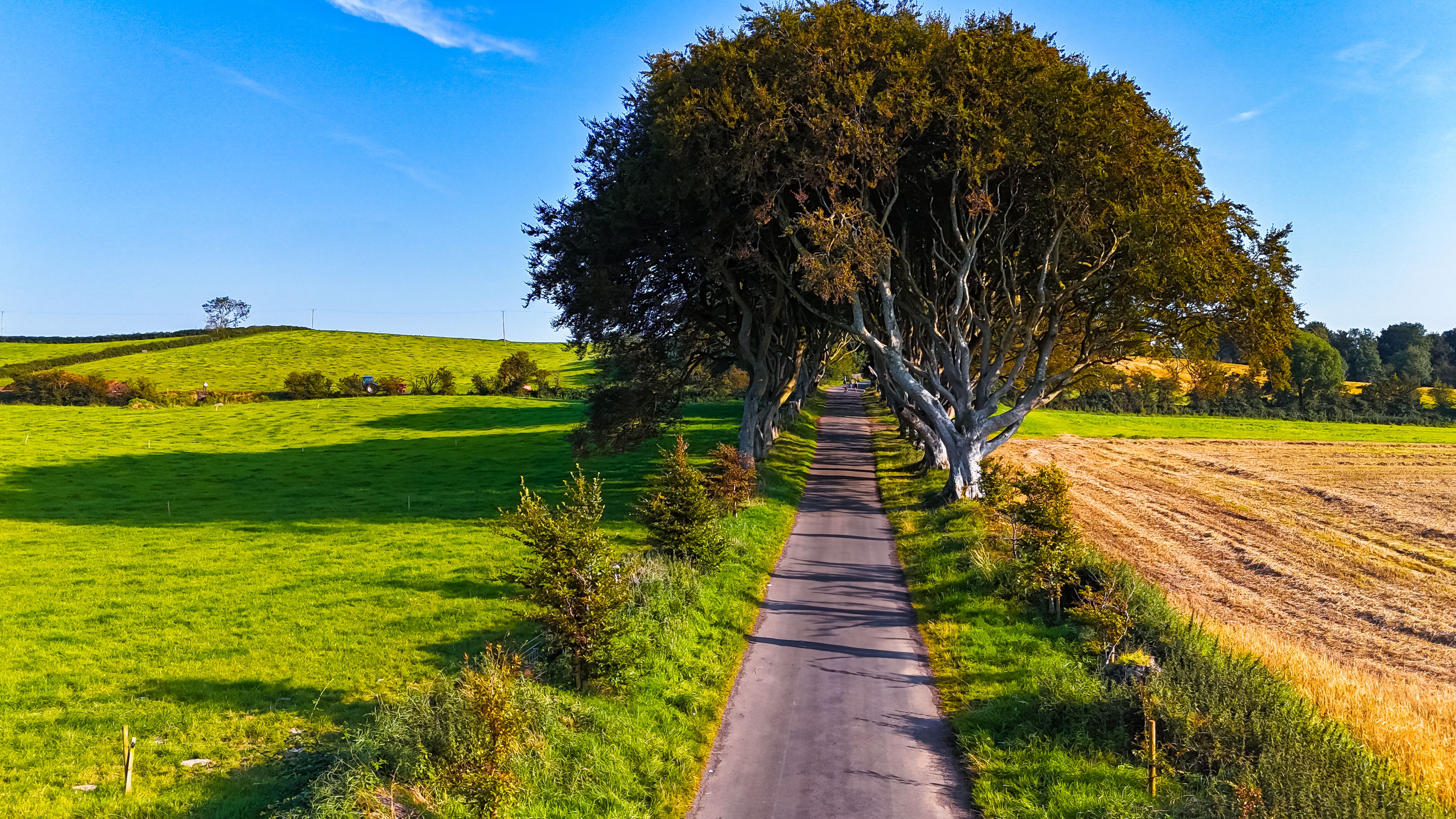 Scenic countryside road lined with trees in Europe. A tranquil road curves through lush green fields and towering trees under a bright blue sky in a European landscape.