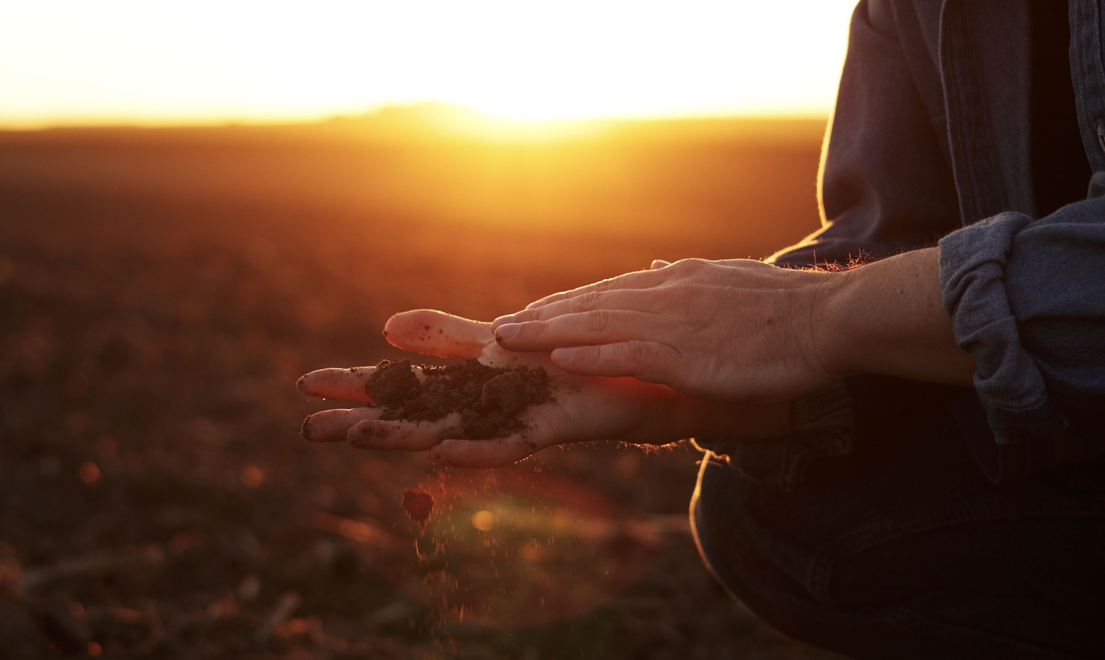 Male farmer's hand holds a handful of dry ground and checks soil fertility and quality before sowing crops on plowed field at sunset. Cultivated land. Concept of organic agriculture and agribusiness