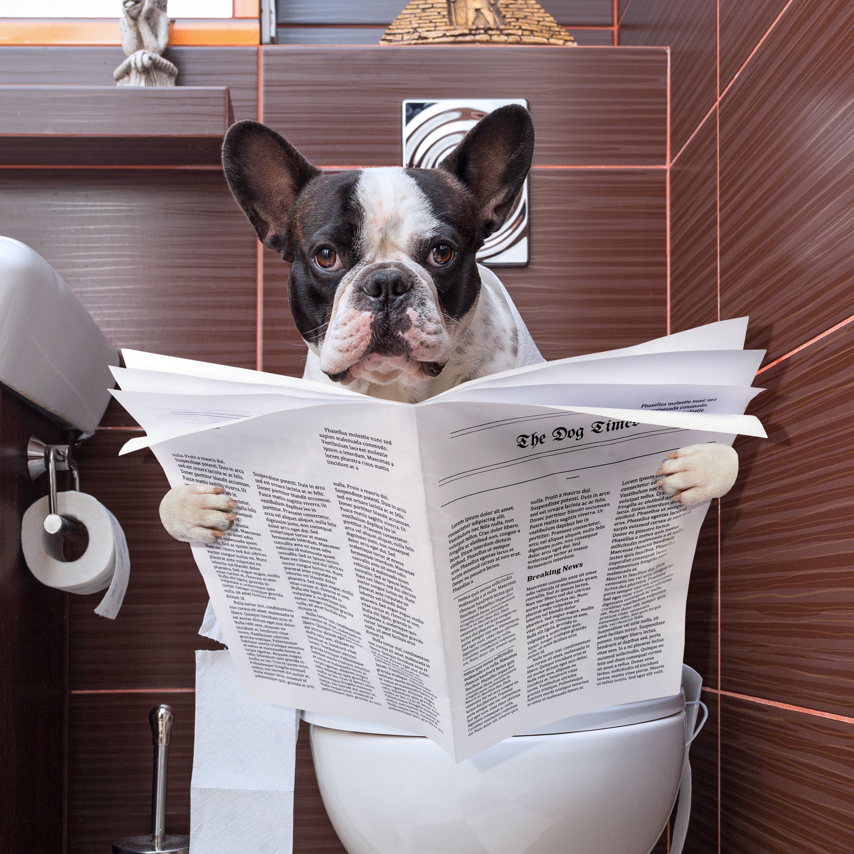 French bulldog is sitting on a toilet seat French bulldog is sitting on a toilet seat