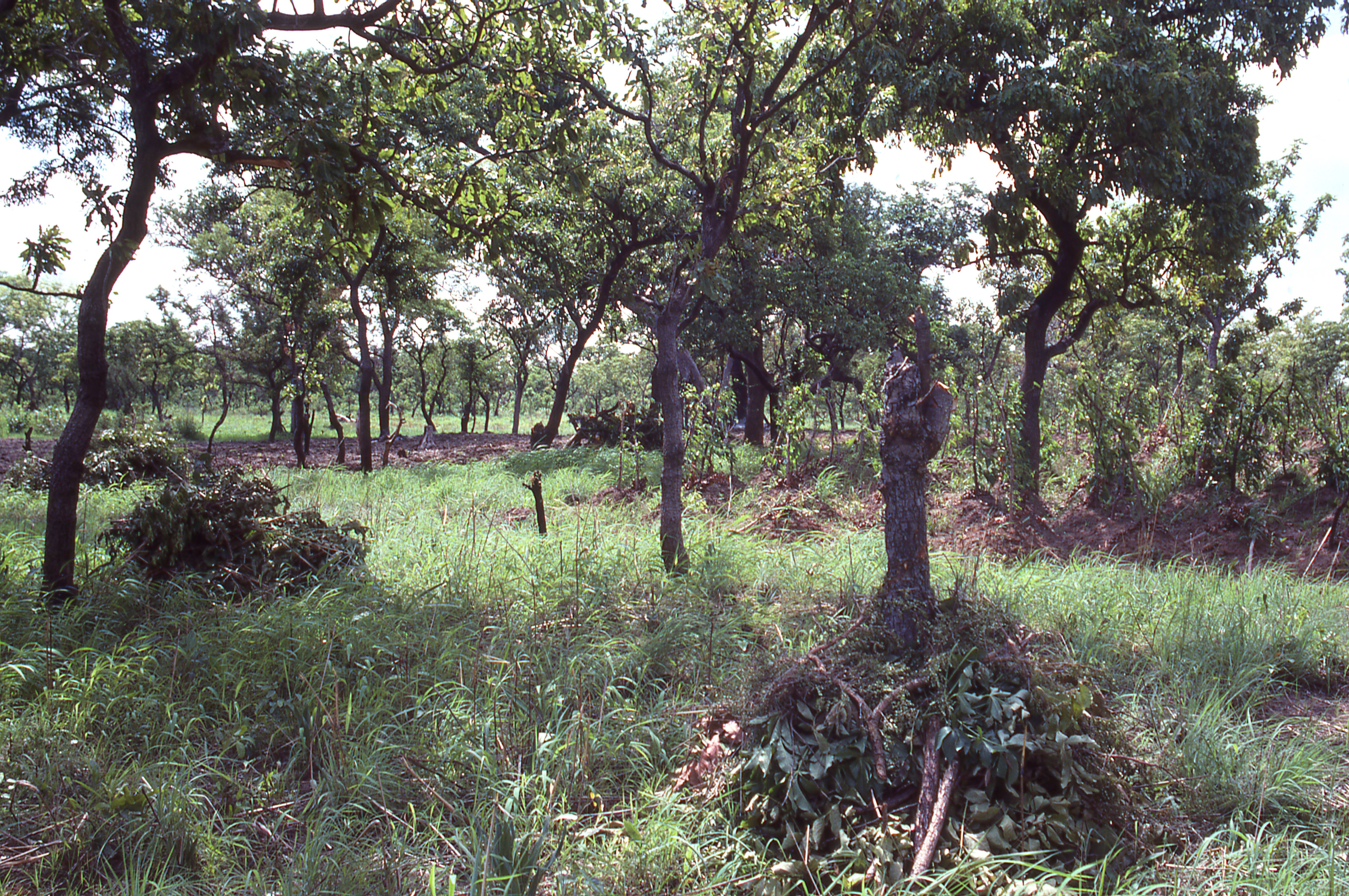 sustainable farming ghana