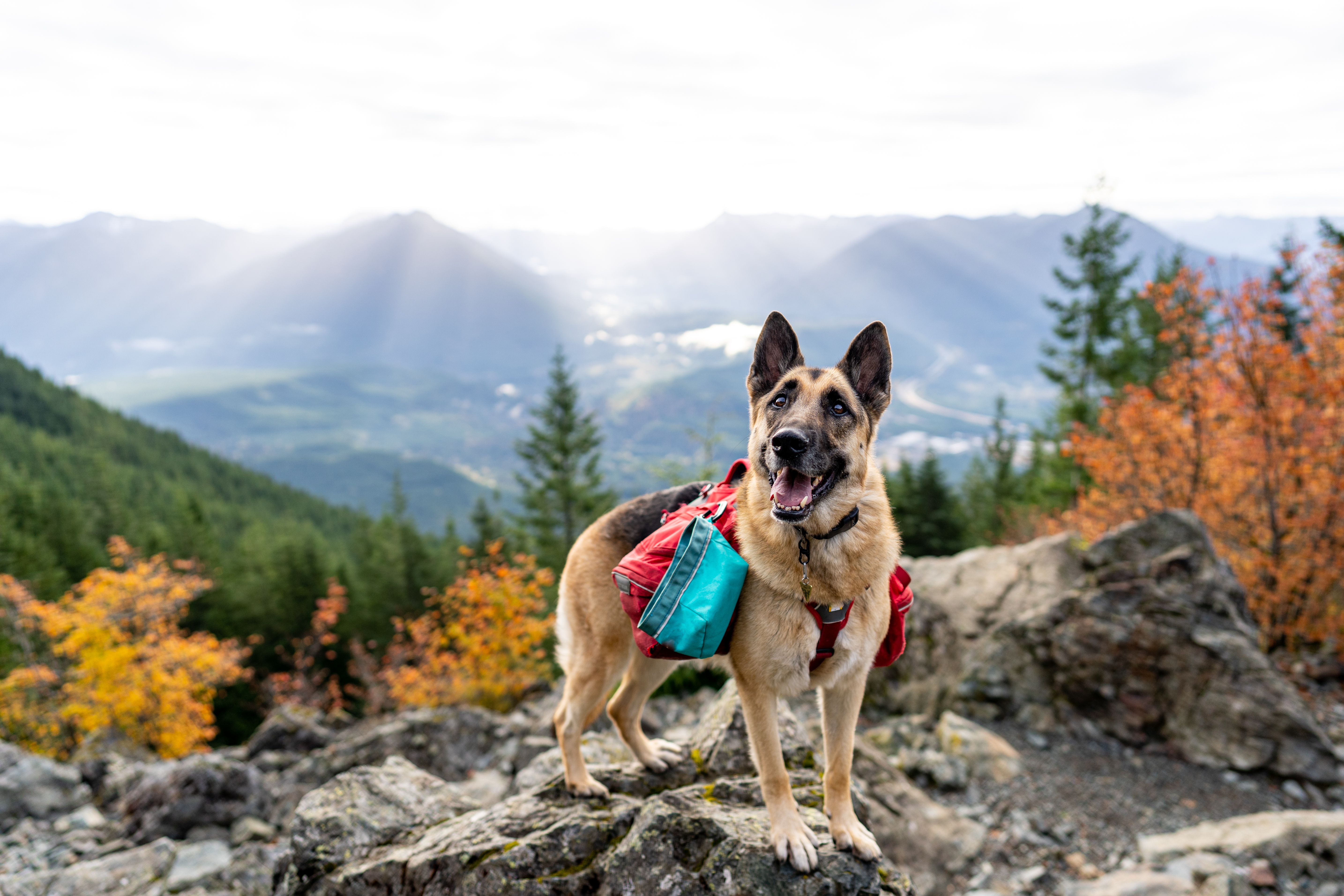 dog hiking gear